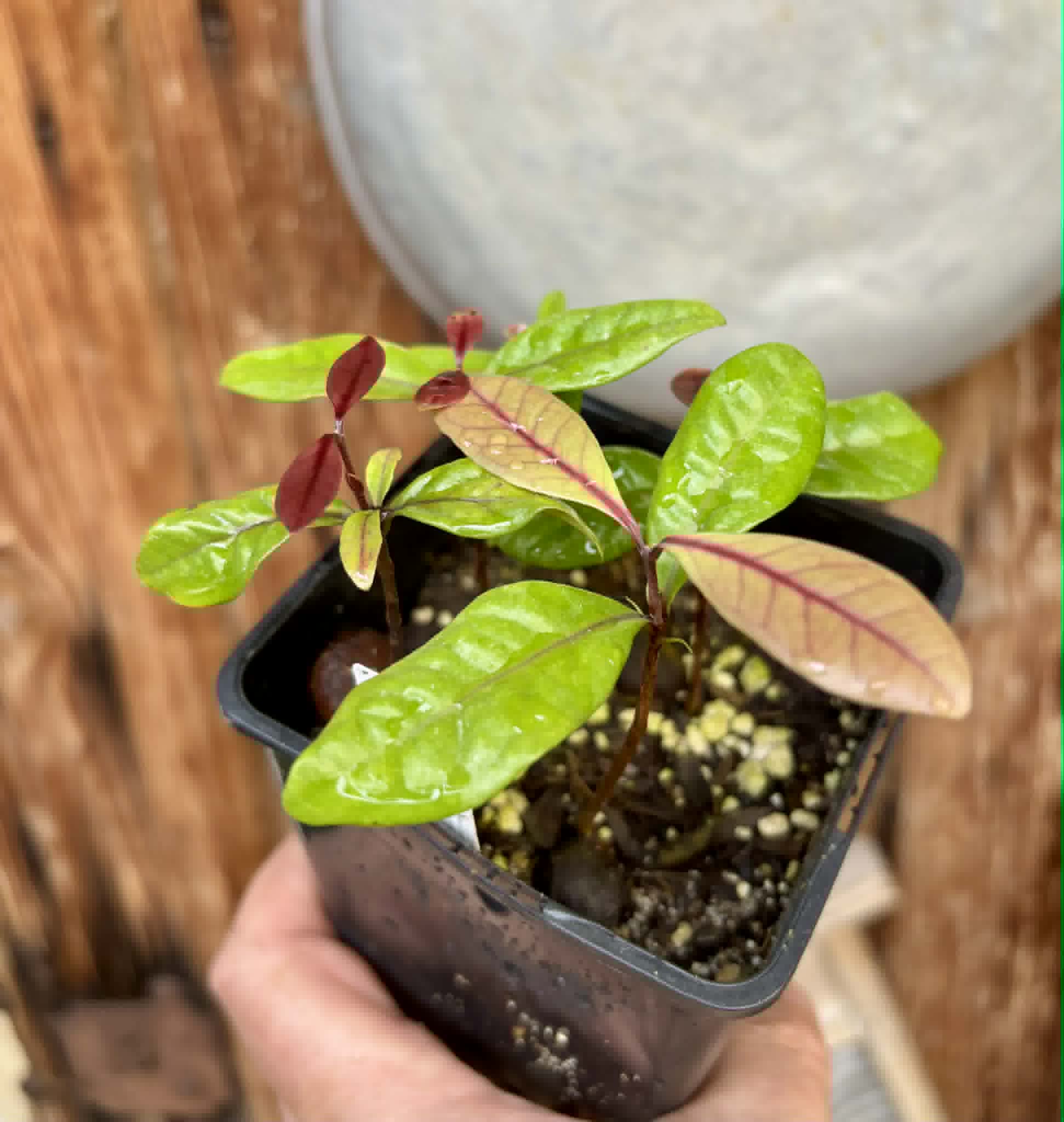 5 in 1 pot - Eugenia rotundifolia var. Maruim - 5 seedlings in one pot / 5 Sämlinge in einem Topf