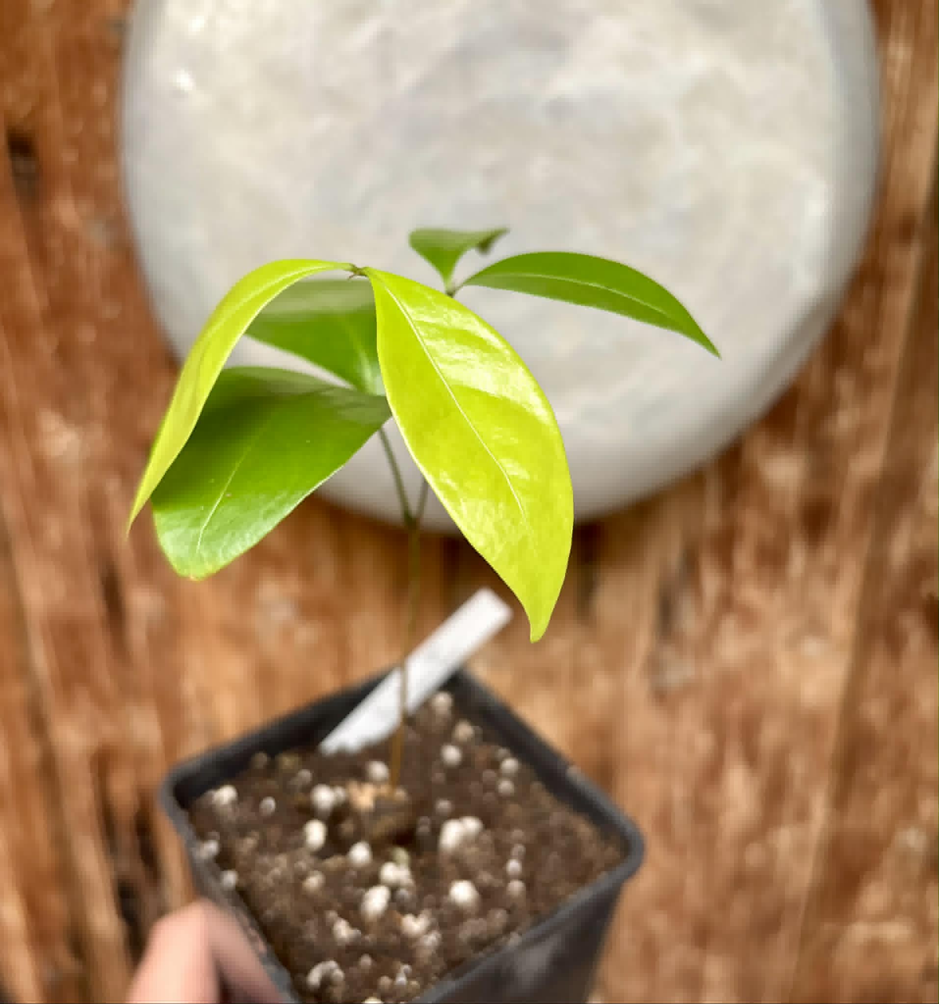 last plant - Inga sp Bananinha -  1 potted seedling  / 1 getopfter Sämling