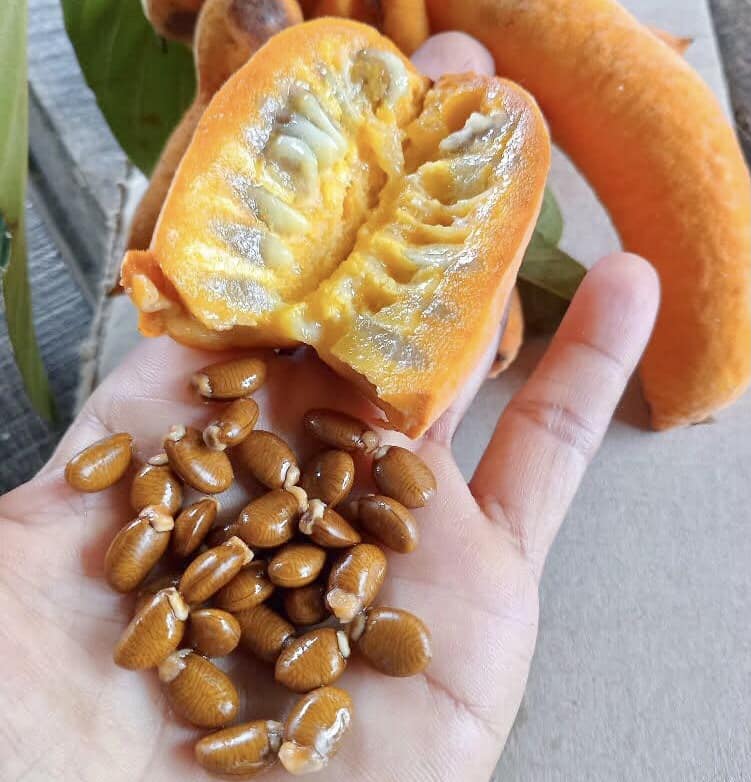 Civet Banana (Uvaria grandiflora) -  1 fresh seed / 1 frischer Samen