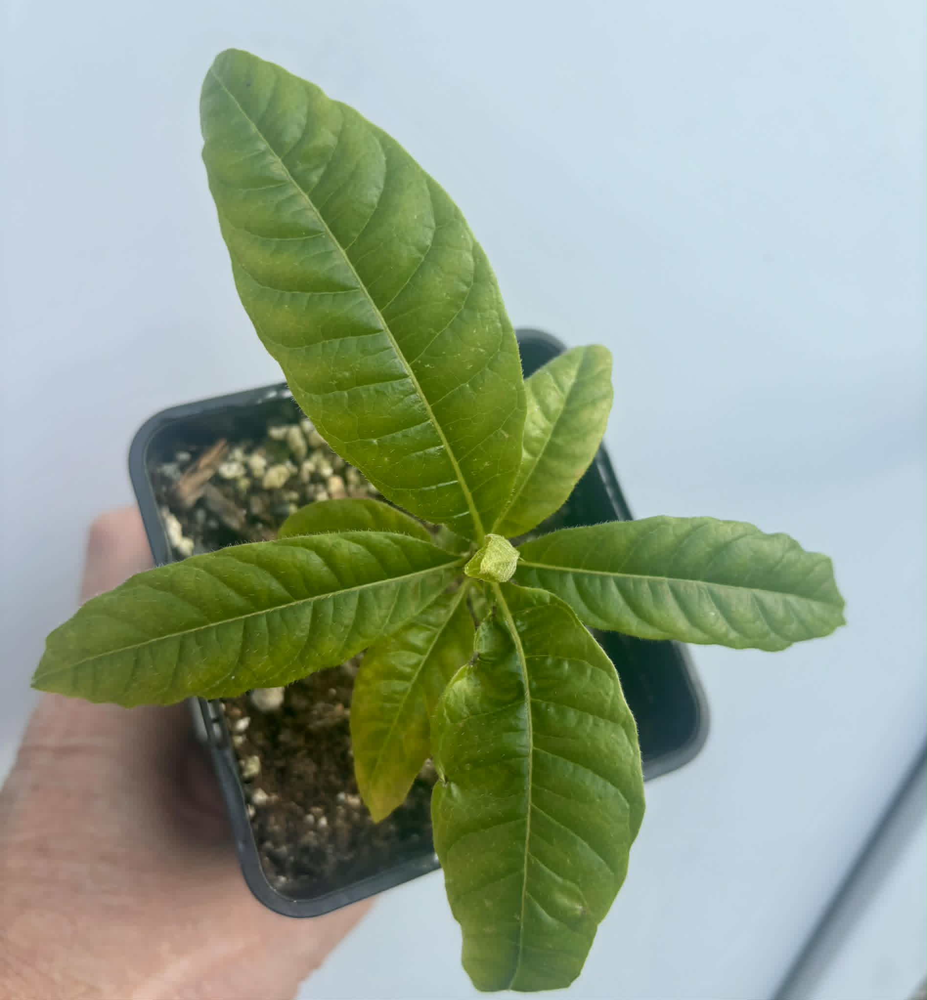 Cordiera sp Jenipapo - 1 potted seedling / 1 getopfter Sämling