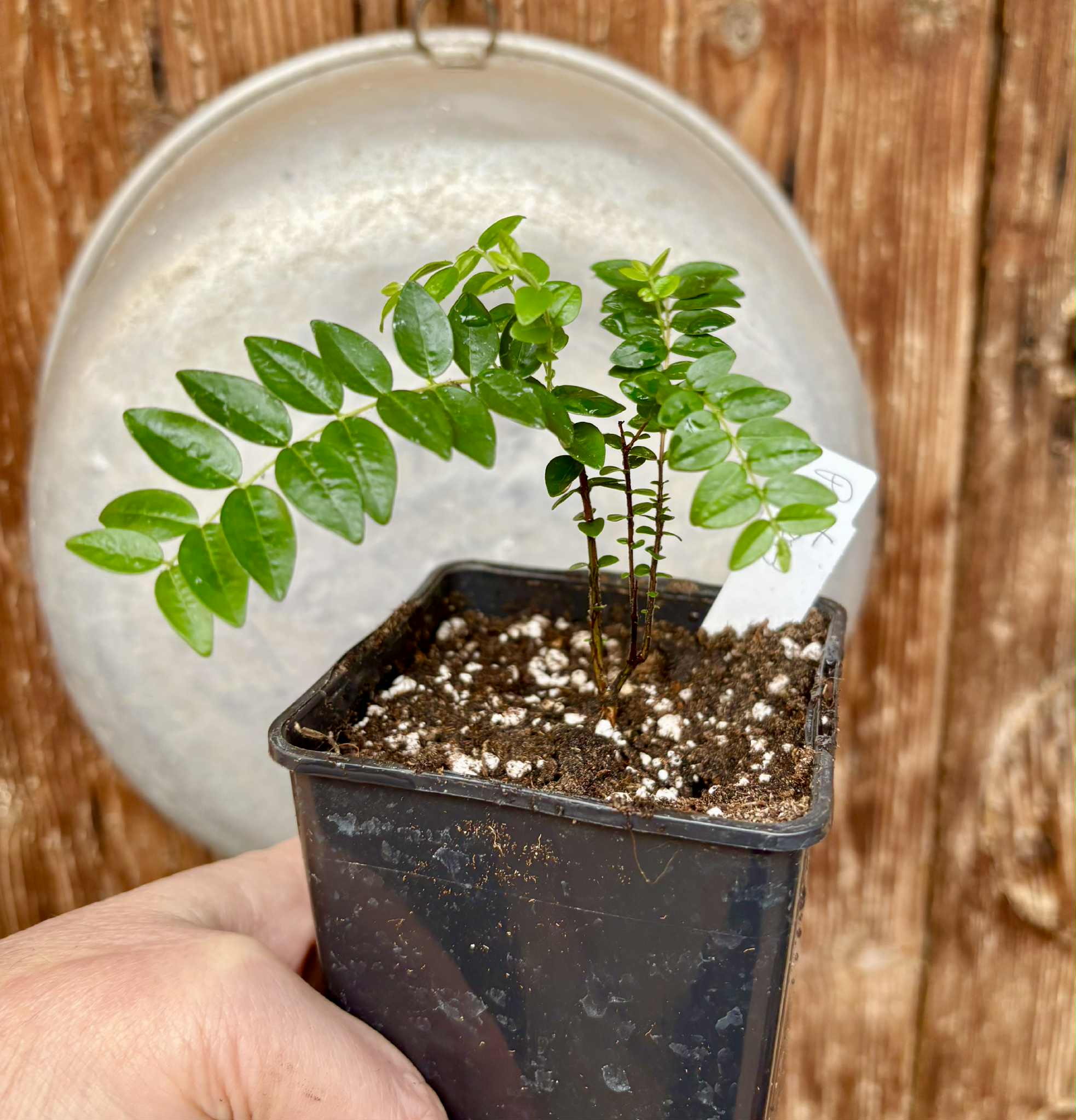 Myrciaria sp Pastora Nr. C - 1 potted seedling / 1 getopfter Sämling