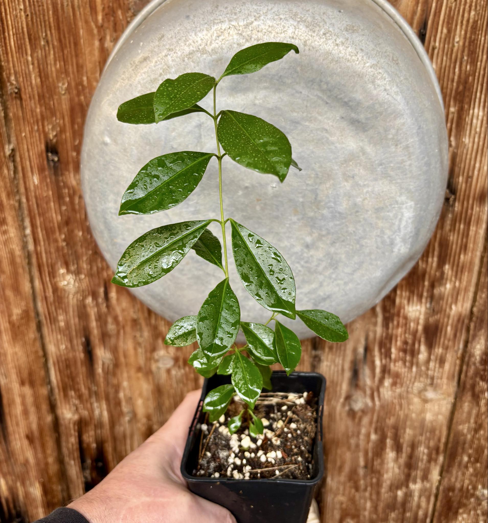 Psidium cattleyanum - Strawberry Guava  - 1 potted plant / 1 getopfte Pflanze