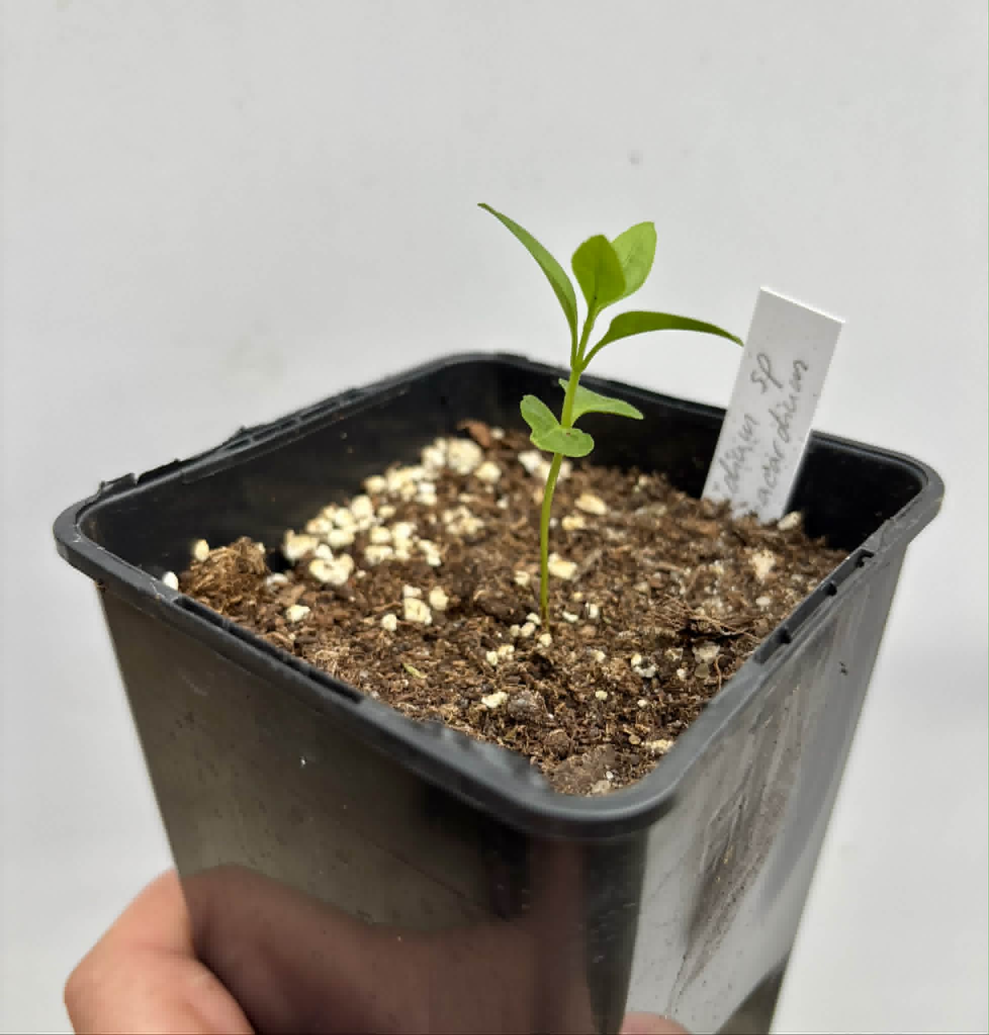 Psidium sp Anacardium -  1 potted seedling / 1 getopfter Sämling