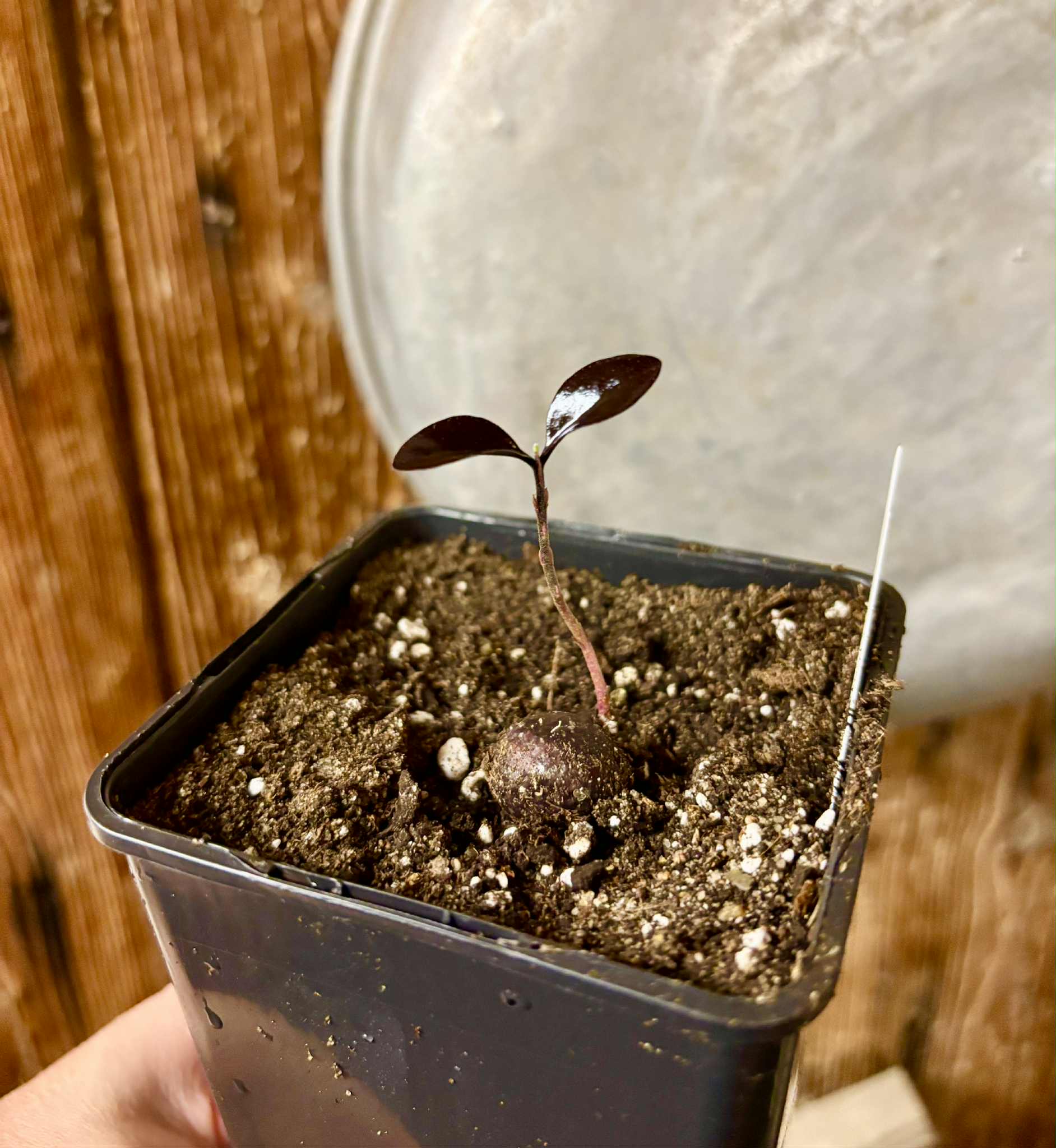 Eugenia sp Pindoca - 1 potted seedling / 1 getopfter Sämling