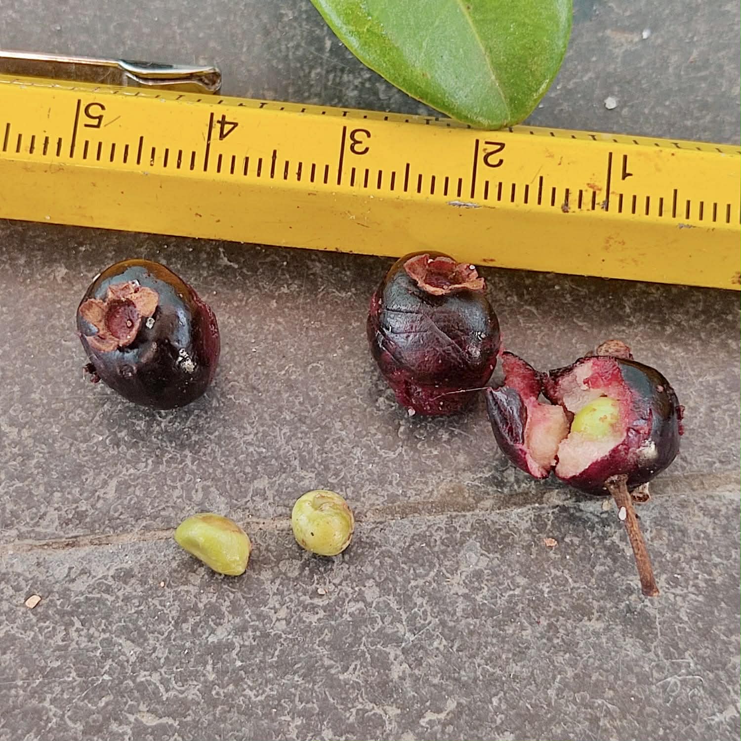 Pre Order - Psidium sp Camamu - 1 fresh seed / 1 frischer Samen