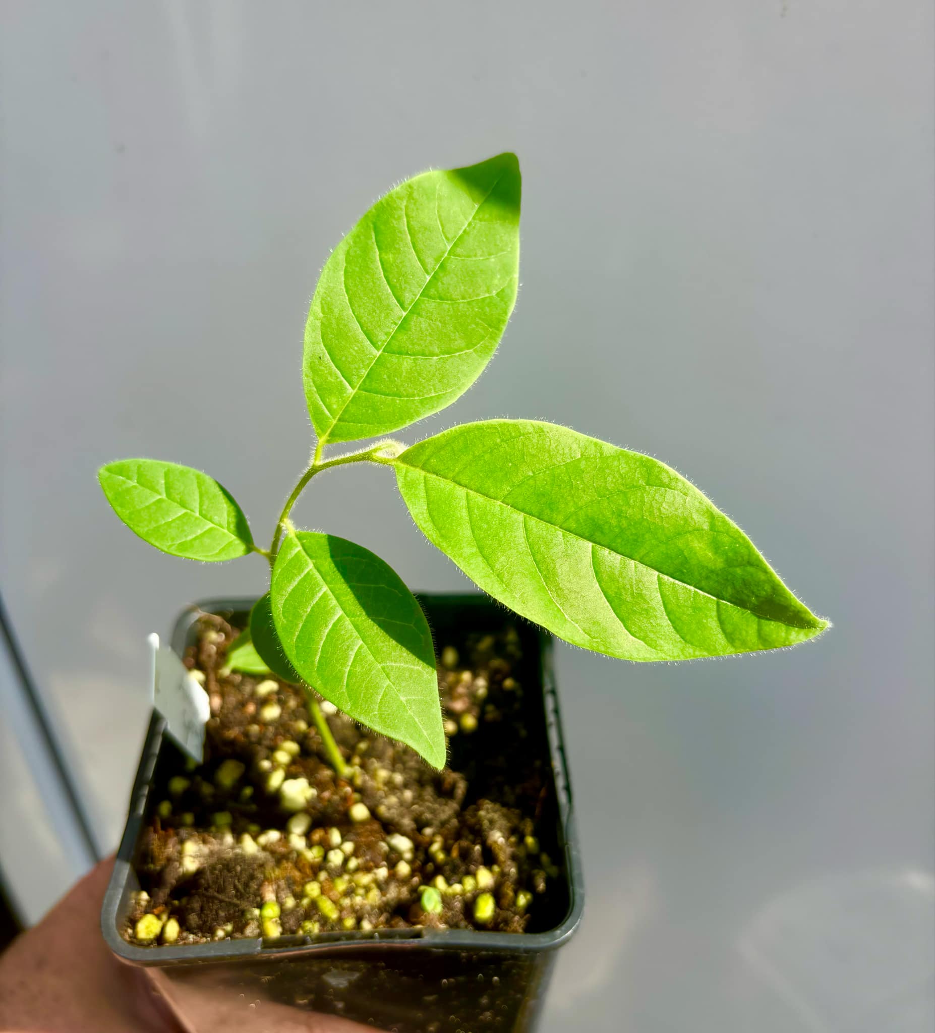 Annona spraguei - Nonita - 1 potted plant / 1 kleiner getopfte Pflanze