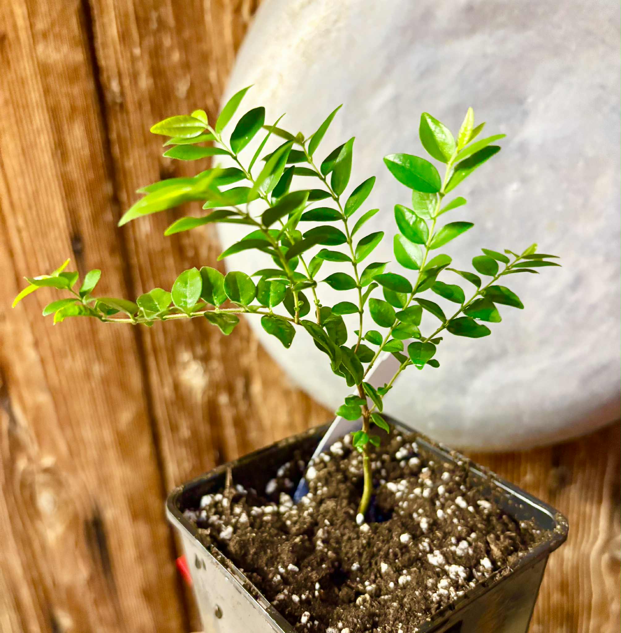 Myrciaria sp Pastora - 1 potted seedling / 1 getopfter Sämling