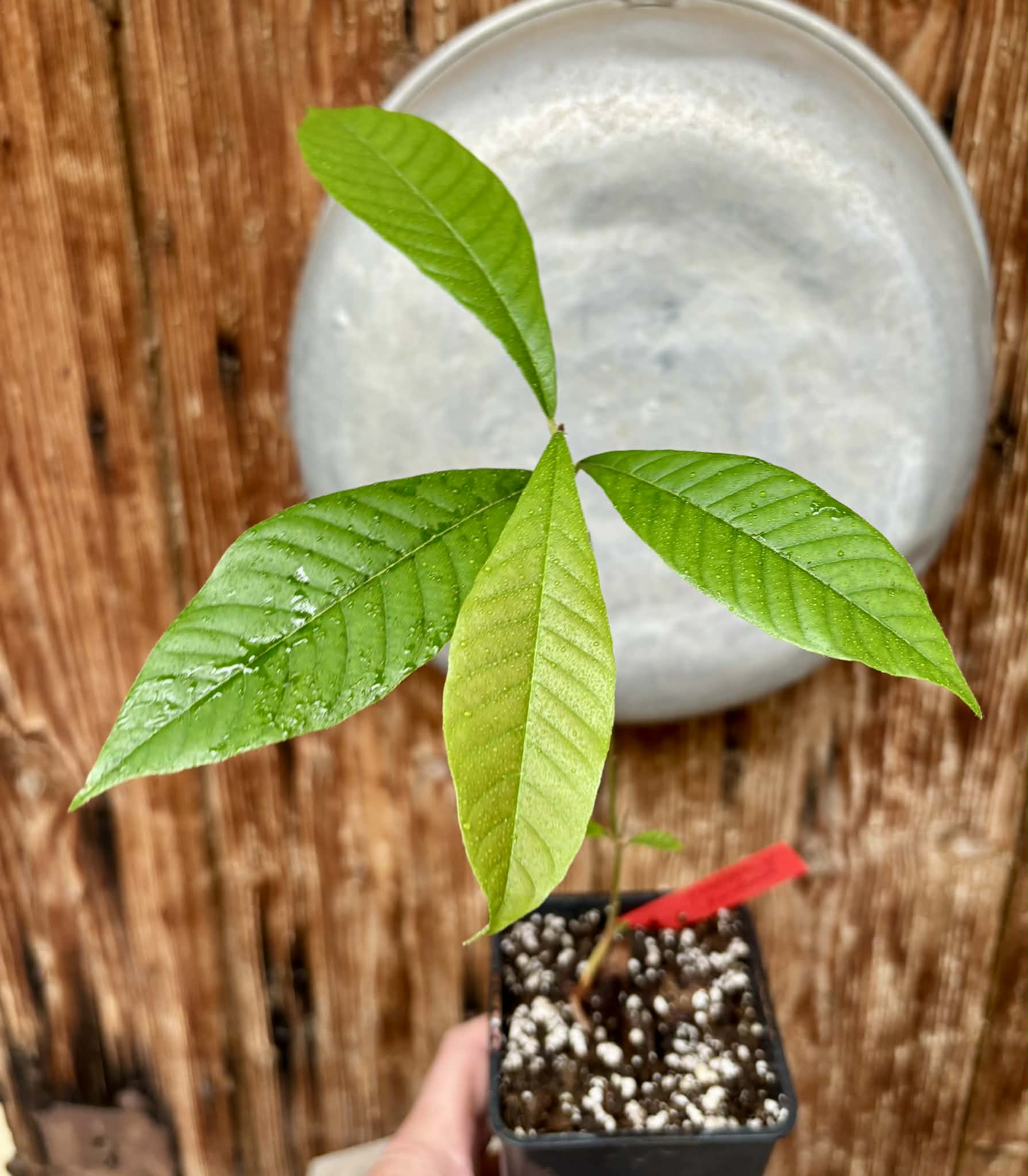 Pradosia sp Rondonia - 1 potted seedling / 1 getopfter Sämling