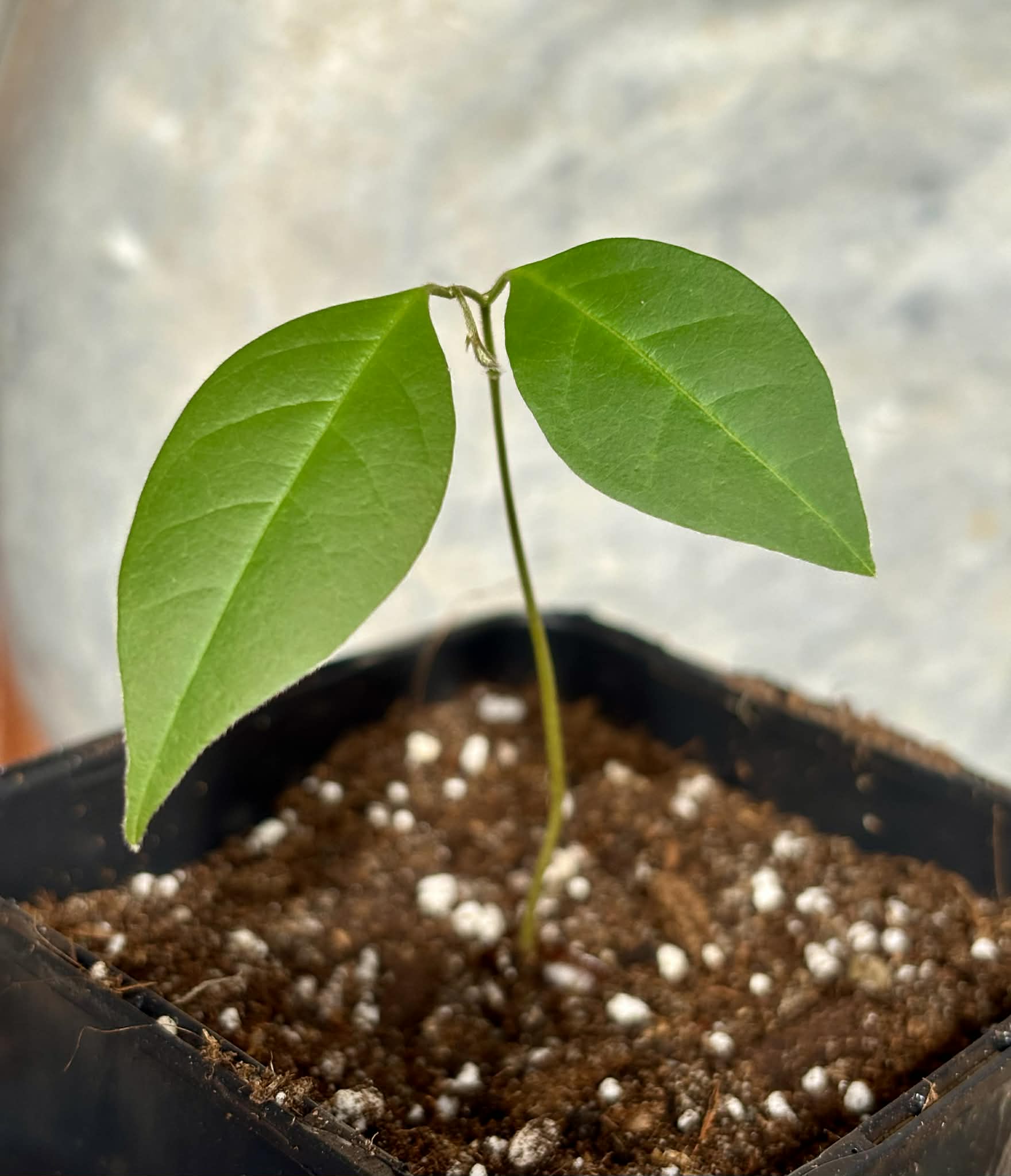 Duguetia cf quitarensis - 1 potted seedling / 1 getopfter Sämling