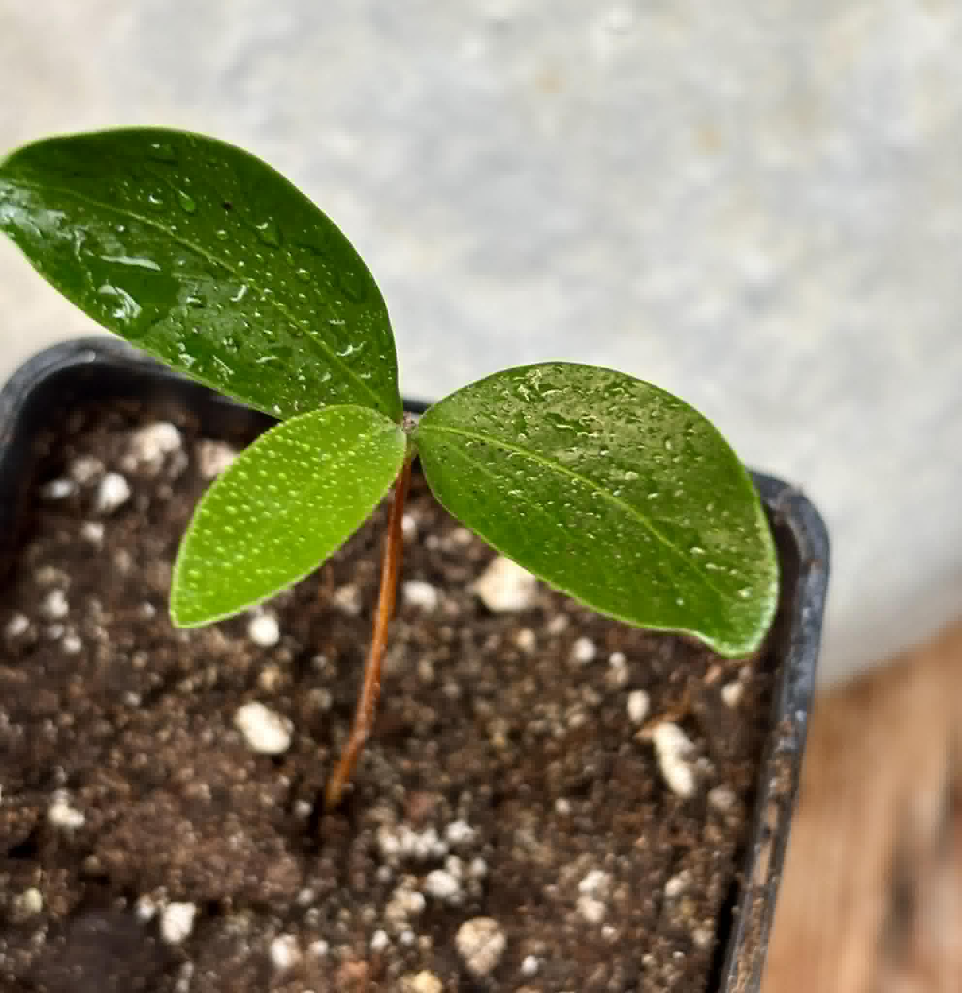 Aquai (Chrysophyllum gonocarpum var. BIG Itacare)  -  1 potted seedling / 1 getopfter Sämling