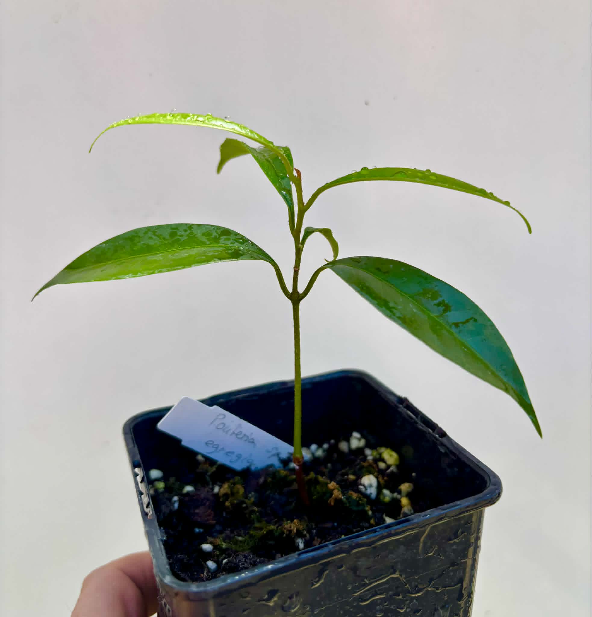 Pouteria aff egregia  -  1 potted seedling / 1 getopfter Sämling