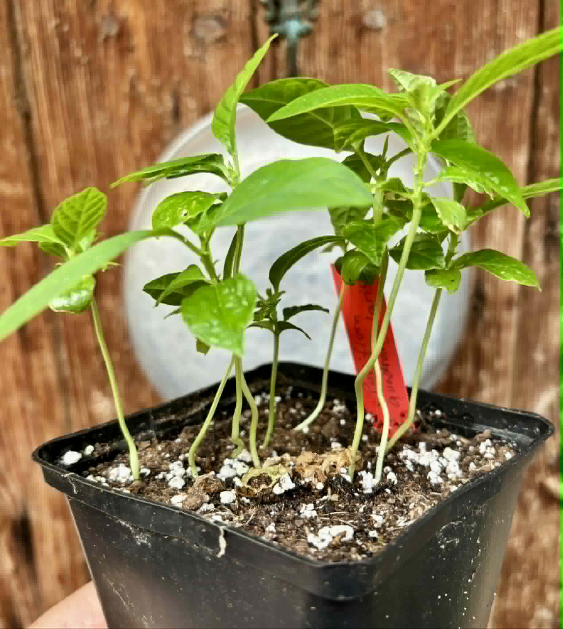 9 in 1 pot - Passiflora quadrangularis - 9 seedlings in one pot / 9 Sämlinge in einem Topf