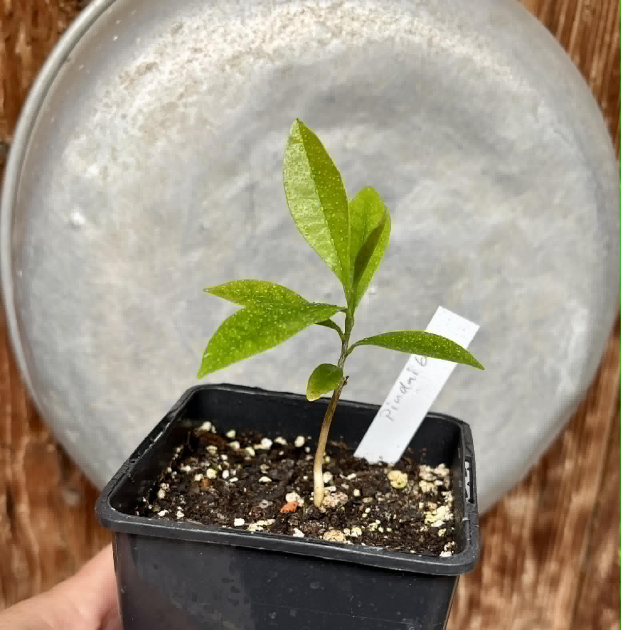 Duguetia lanceolata - Pindaiba - 1 potted seedling / 1 getopfter Sämling