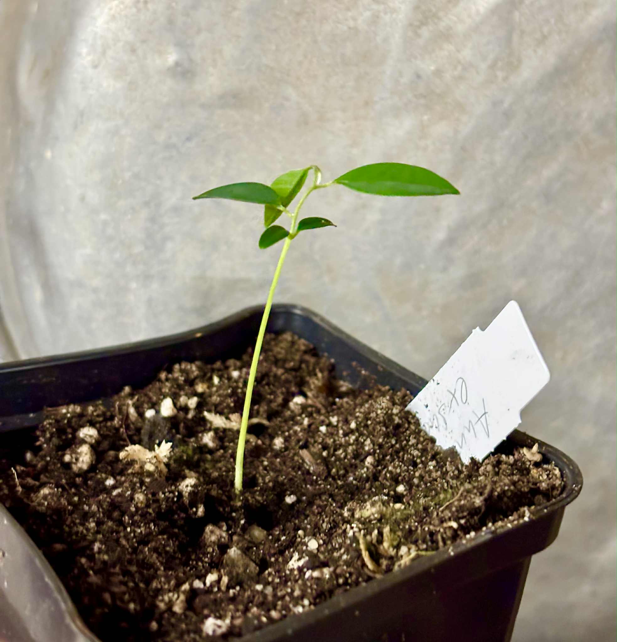 Annona exsucca - 1 potted seedling / 1 getopfter Sämling