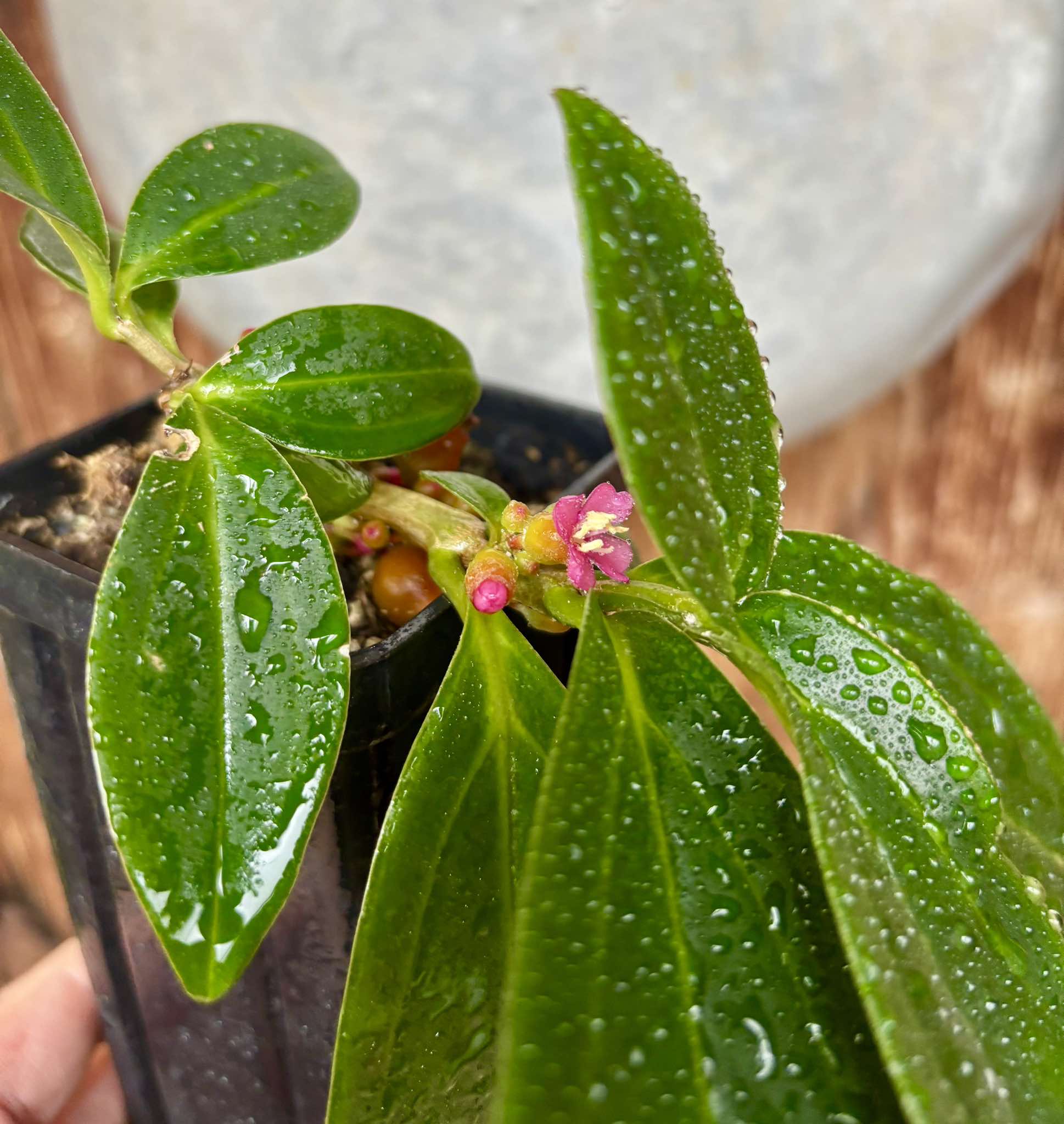 Medinilla loranthoides - 1 potted plant / 1 getopfte Pflanze