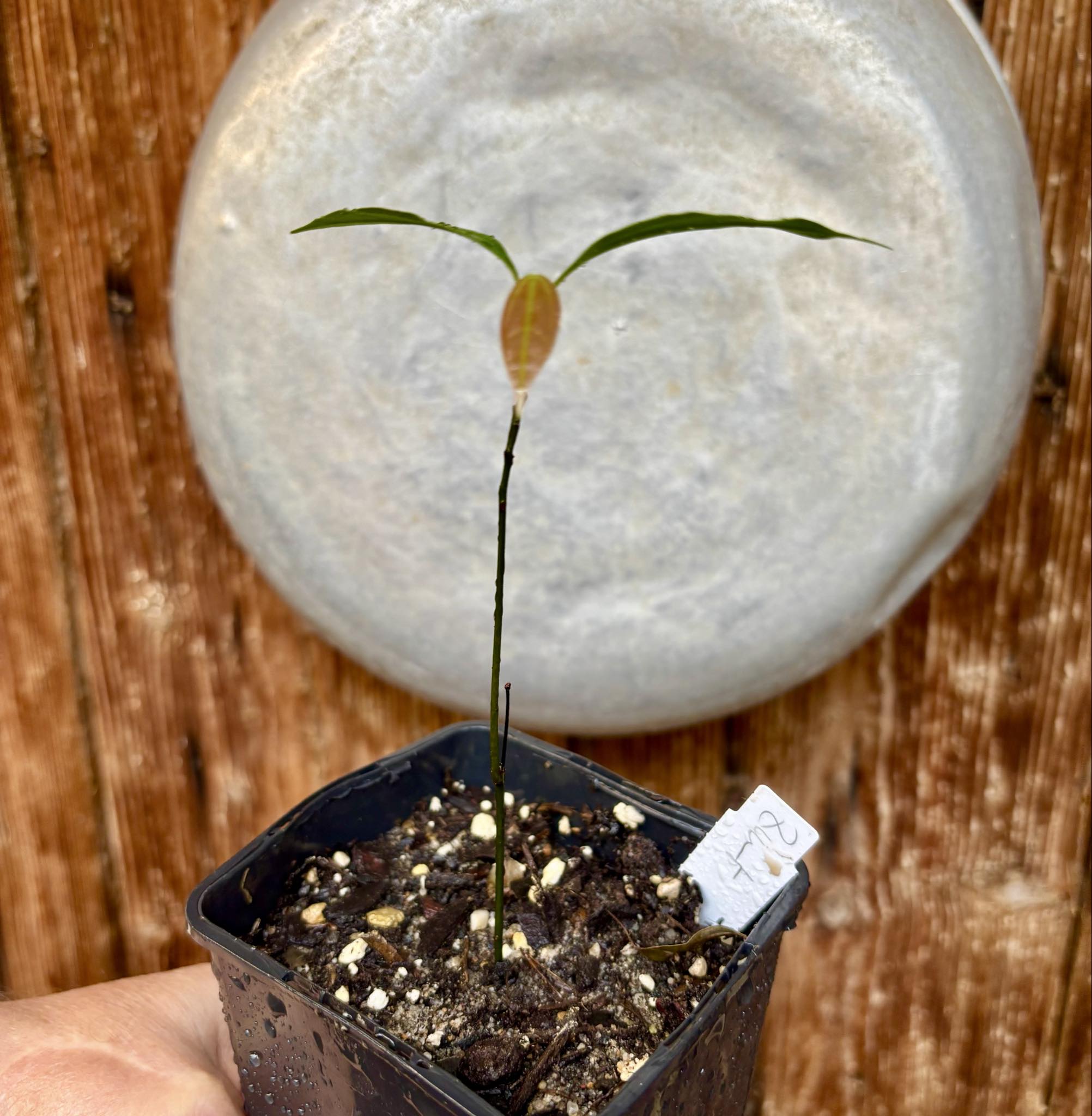 ZIMT - True Cinnamon (Cinnamomum verum) -  1 potted plant / 1 getopfte Pflanze