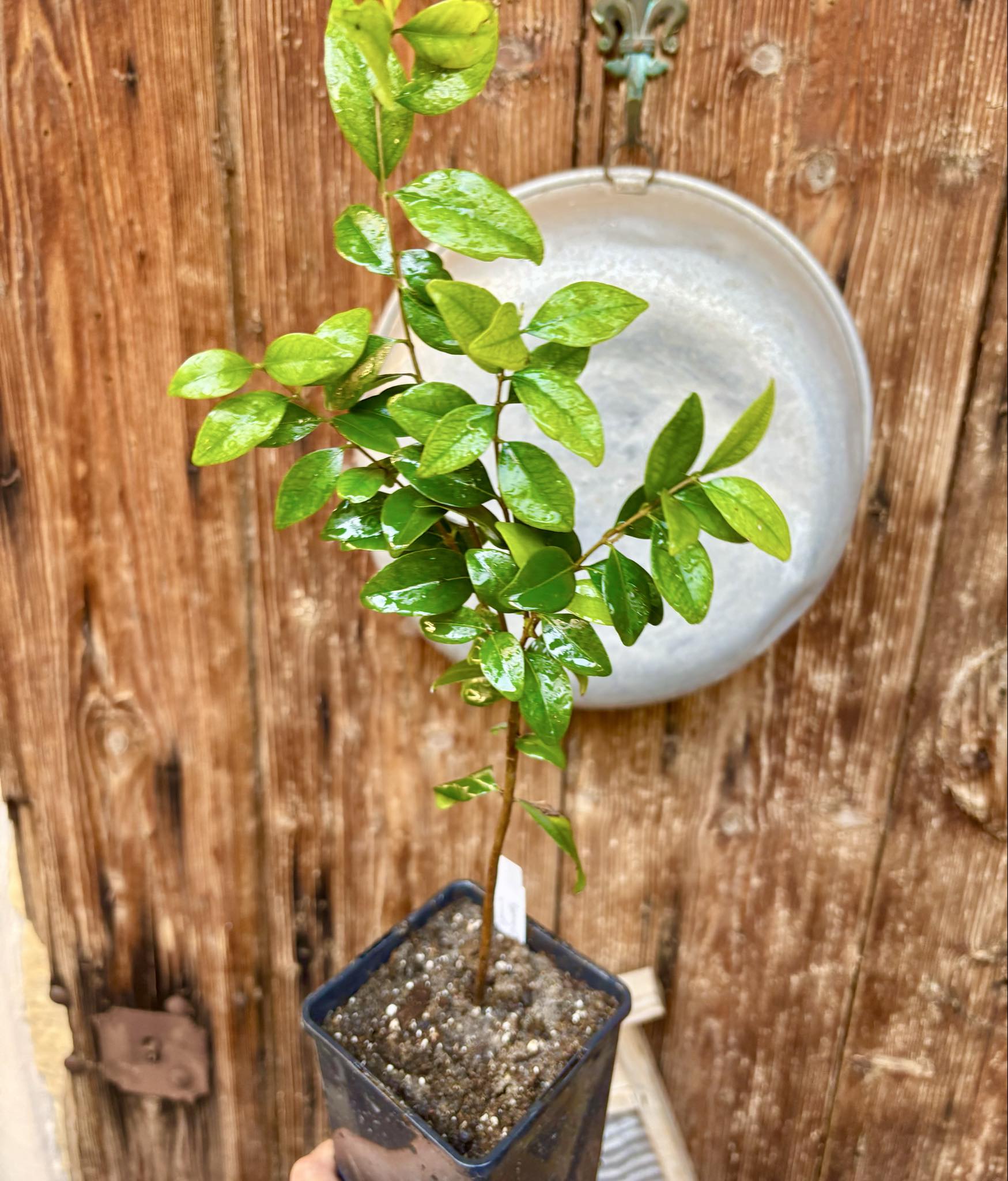  three years old - Eugenia repanda - 1 potted plant / 1 getopfte Pflanze
