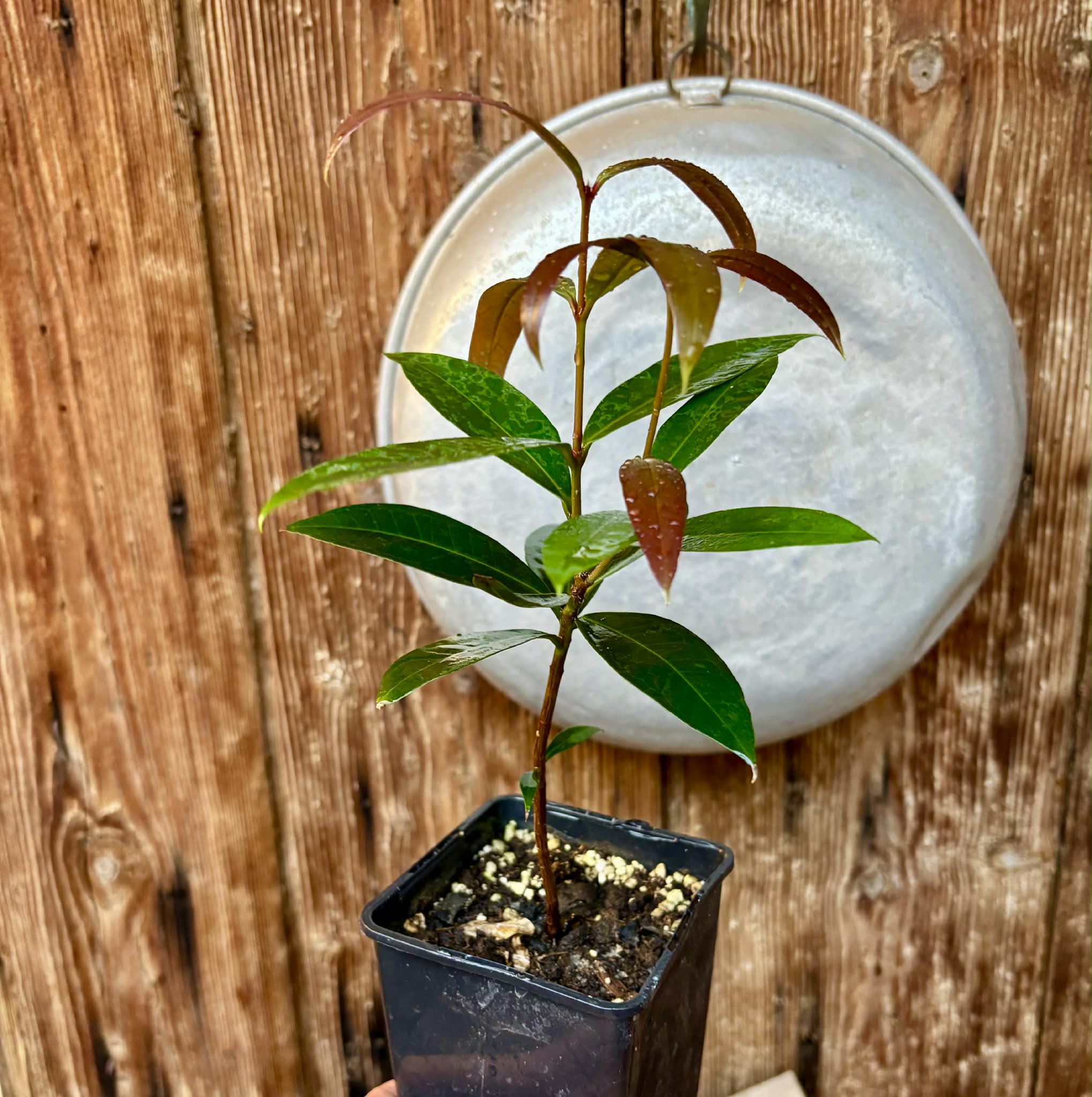 Eugenia sp Jambo da Mata -  1  potted seedling / 1 getopfter Sämling