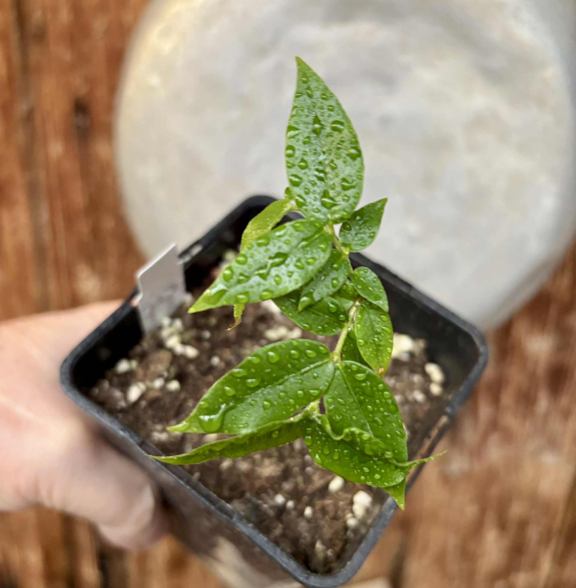 Myrciaria sp Jaboticaba - 1 potted seedling / 1 getopfter Sämling