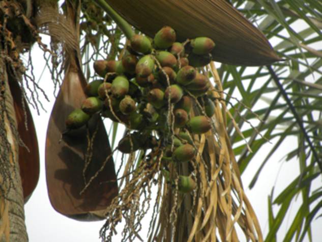 Guariroba (Syagrus oleracea) -  4 fresh seeds / 4 frische Samen