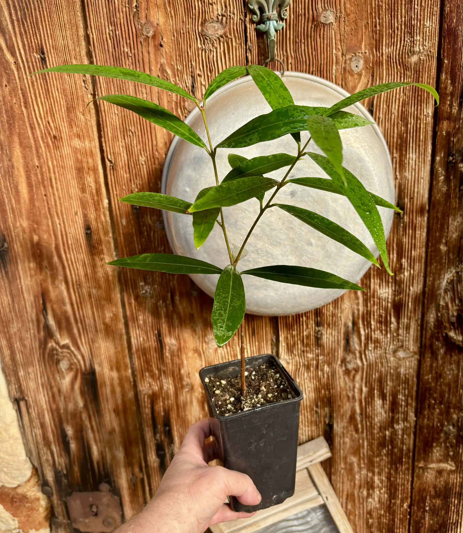 Eugenia sp Jambo da Mata -  1  potted seedling / 1 getopfter Sämling