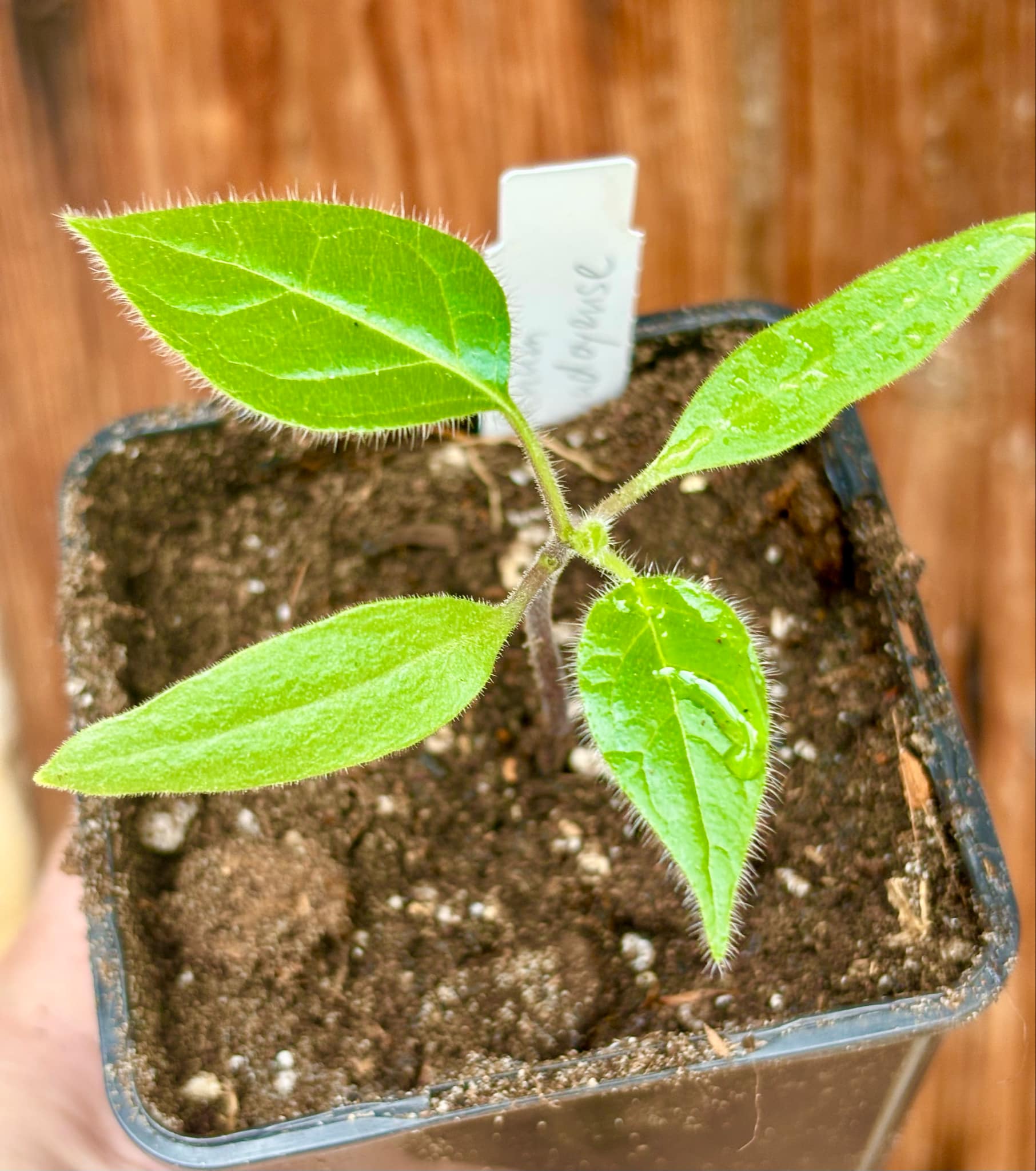 Solanum sibundoyense - 1 small potted seedling / 1 kleiner, getopfter Sämling