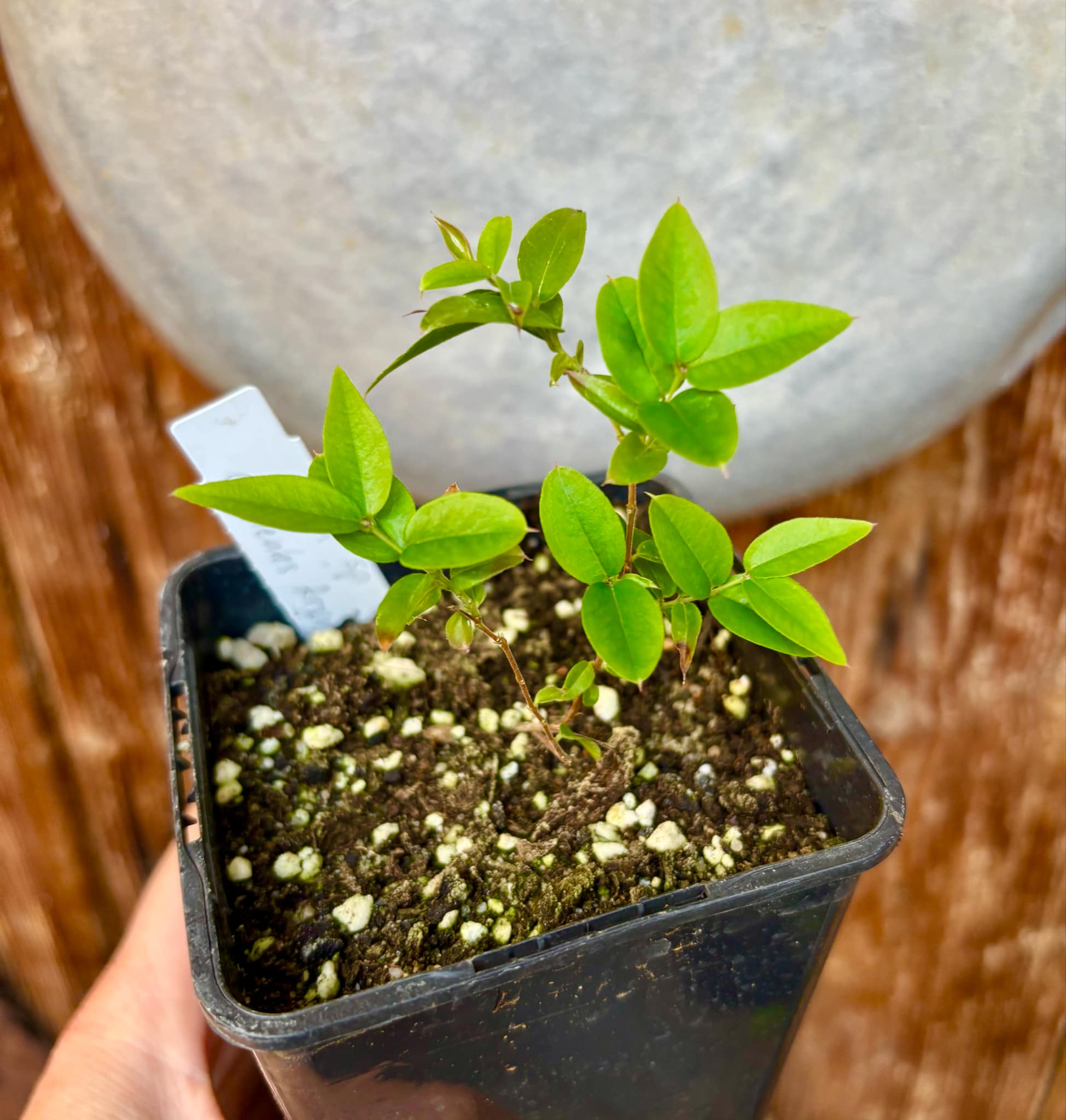 Plinia sp. Corrientes Argentina -  1 potted plant / 1 getopfte Pflanze