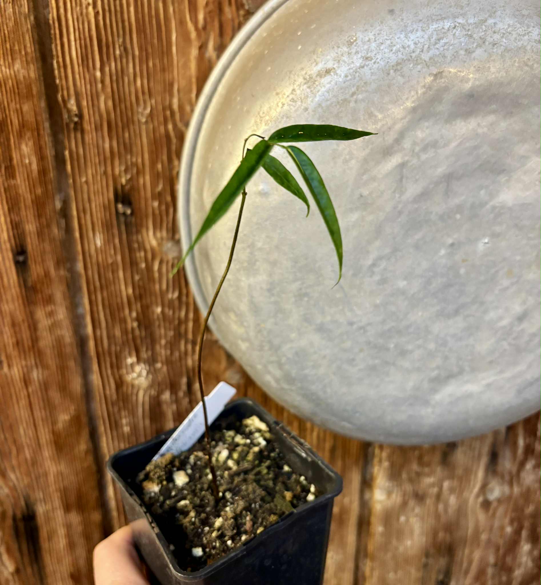 Pseudoxandra bahiensis - 1 potted seedling / 1 getopfter Sämling