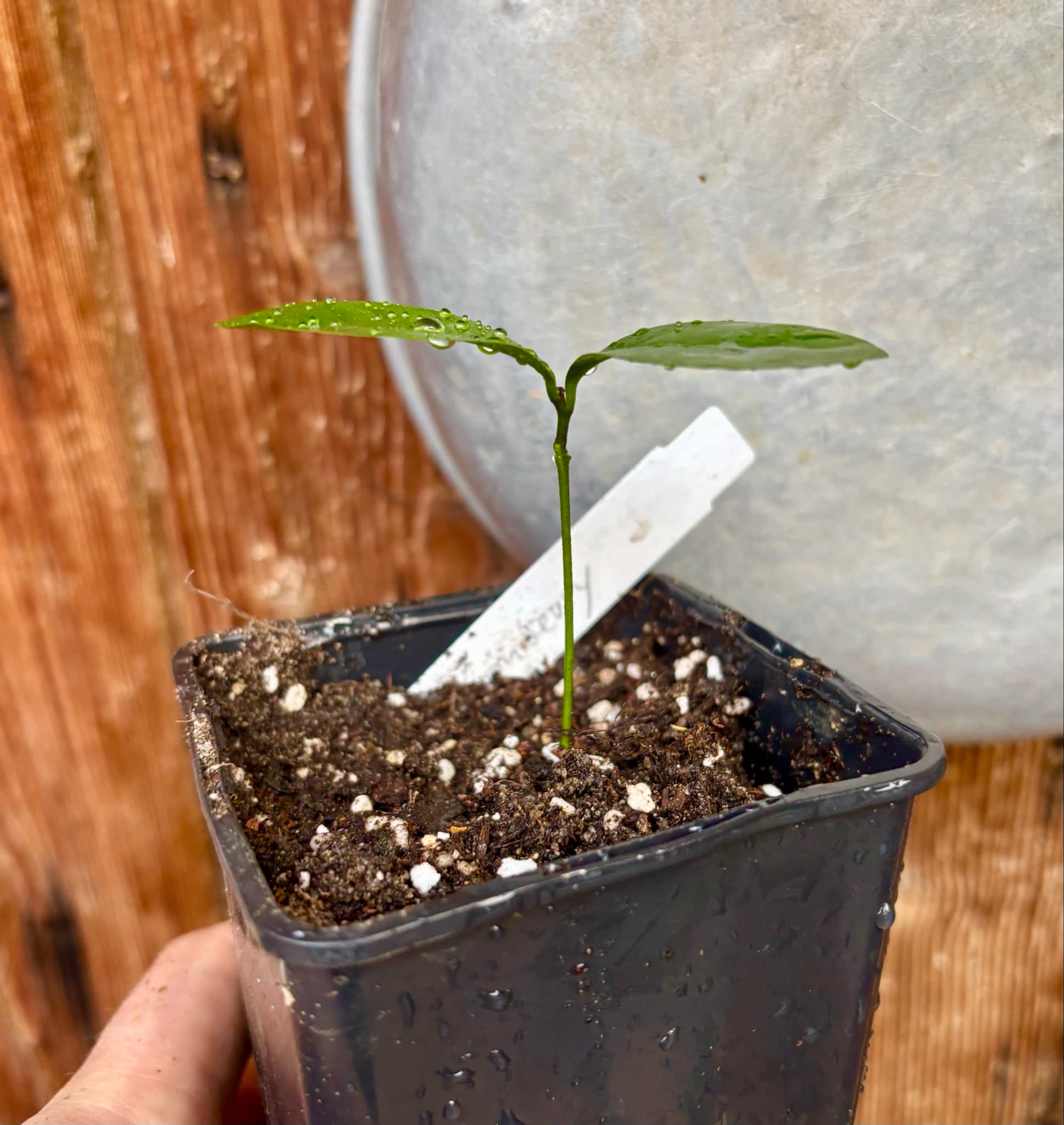 Glycosmis pentaphylla - Orangeberry / Ginberry -  1 small seedling / 1 kleiner Sämling