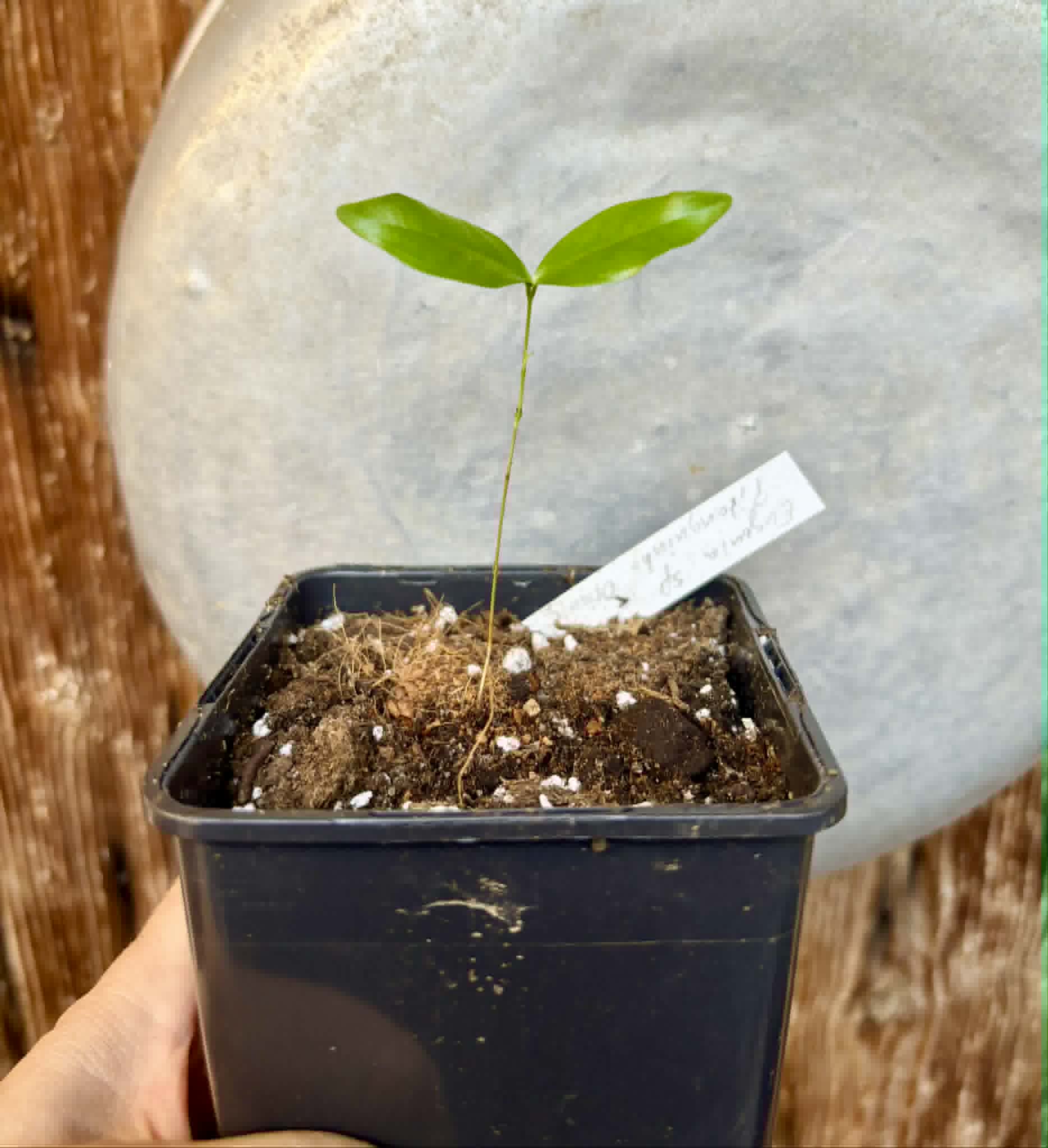 Eugenia sp Pitanguinha Orange - 1 potted seedling / 1 getopfter Sämling