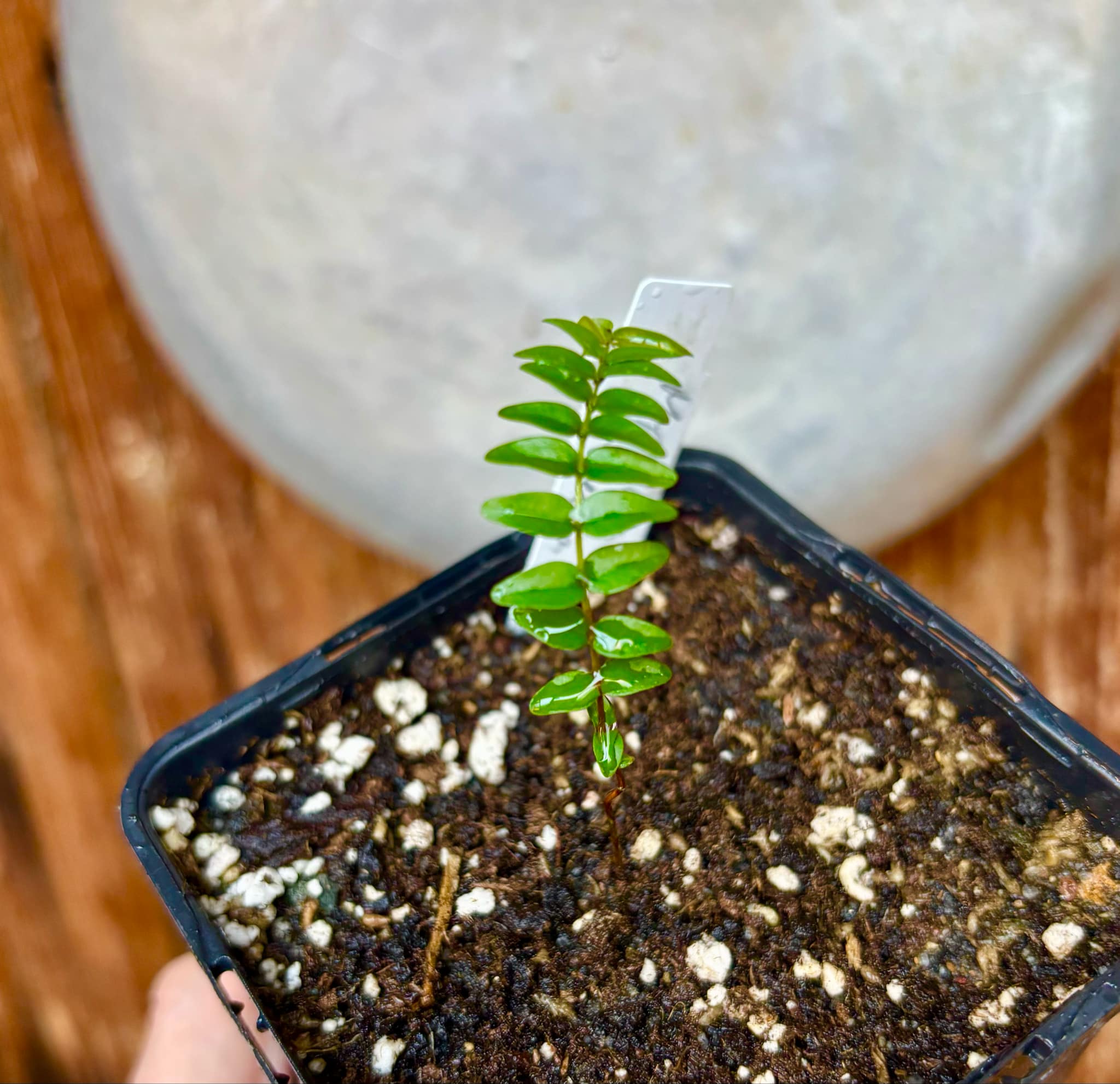 Myrciaria tenella vermelha  - 1 small potted seedling / 1 kleiner, getopfter Sämling