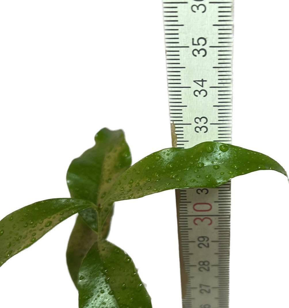 Eugenia squamiflora