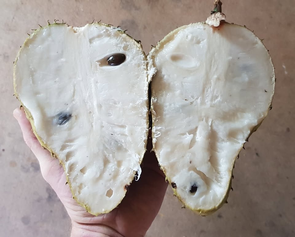 Annona muricata var. ARUSHA - 1 potted plant / 1 getopfte Pflanze