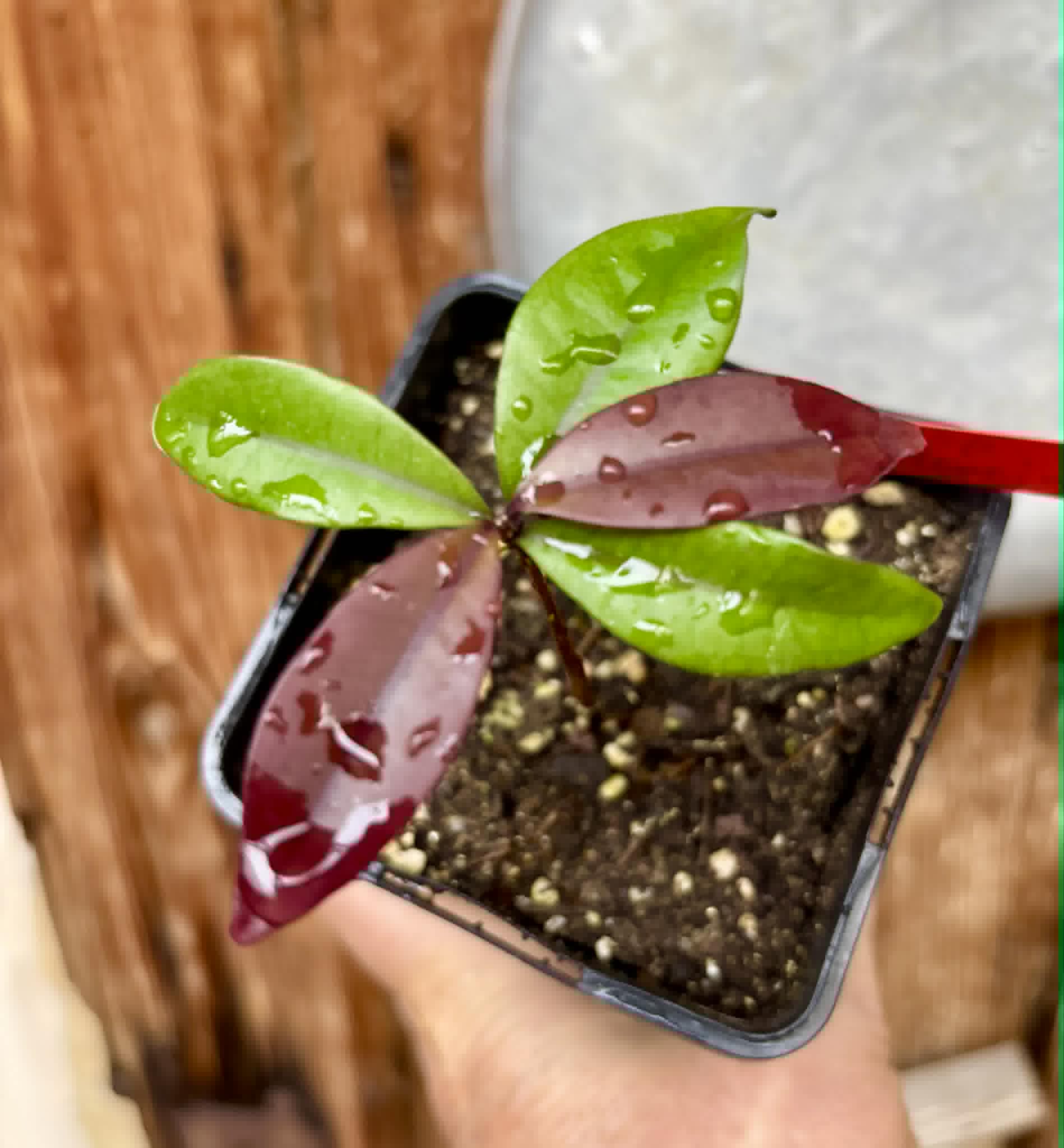 Eugenia sp Independencia - 1 potted seedling / 1 getopfter Sämling