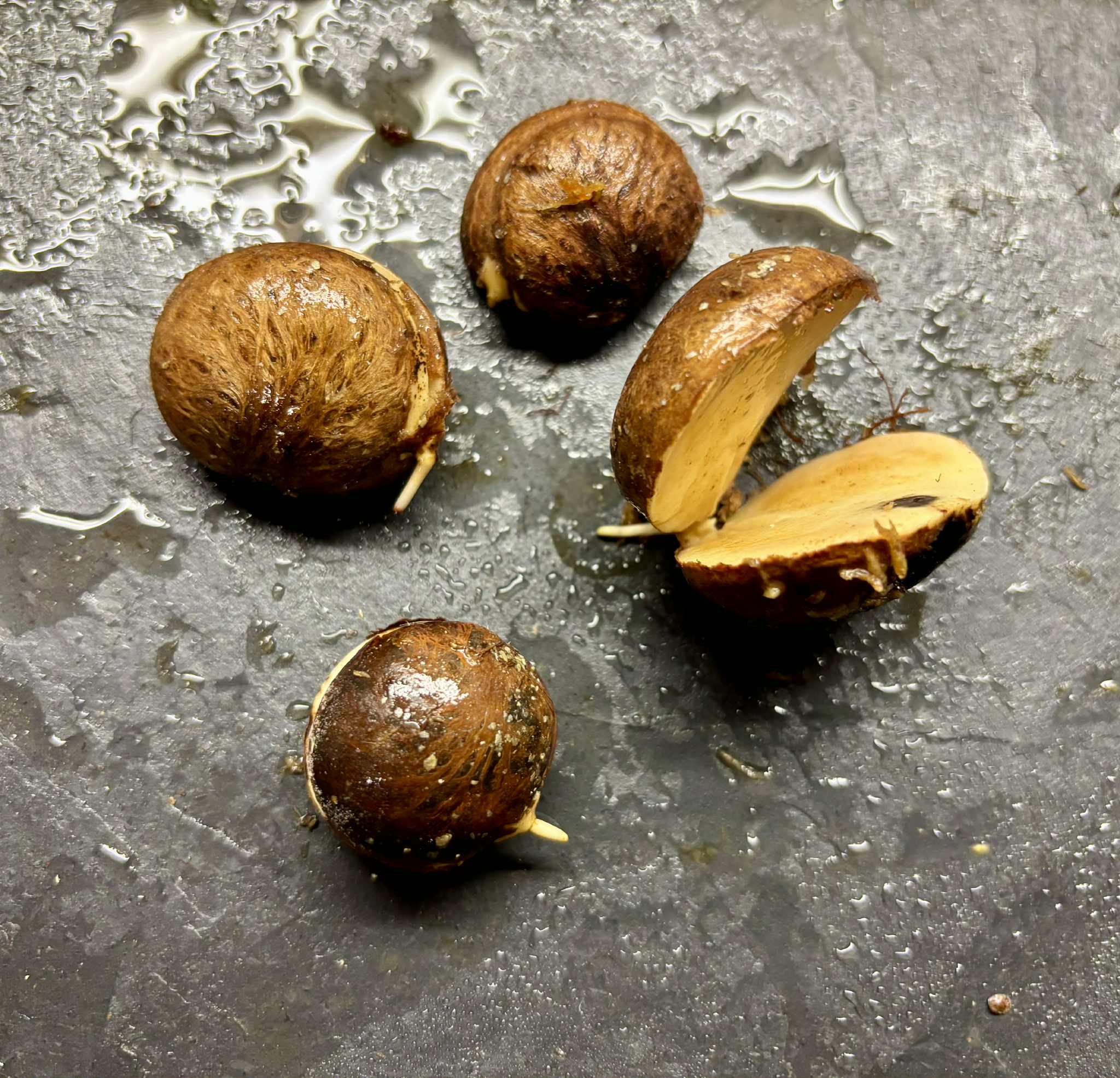 Plinia longiacuminata -  1 germinated seed / 1 gekeimter Samen