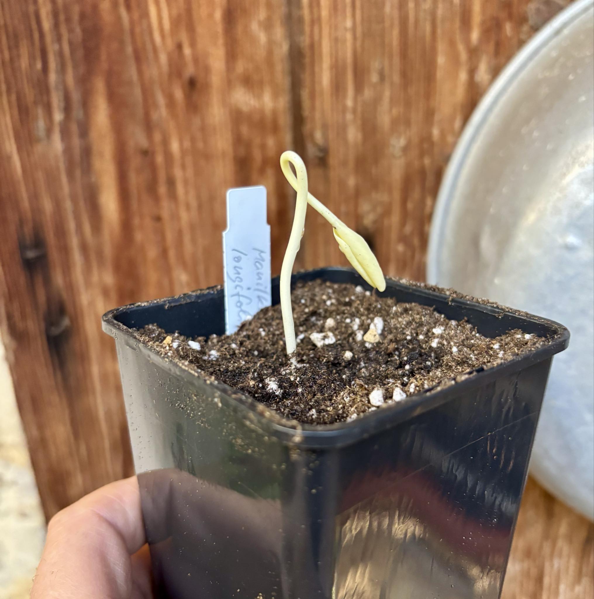 Manilkara longifolia - 1 potted seedling / 1 getopfter Sämling