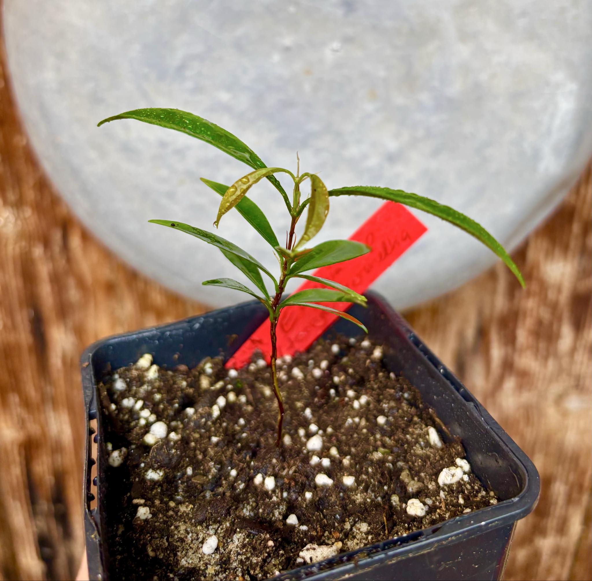 Eugenia sp Itacare vermelha -  1 potted seedling / 1 getopfter Sämling