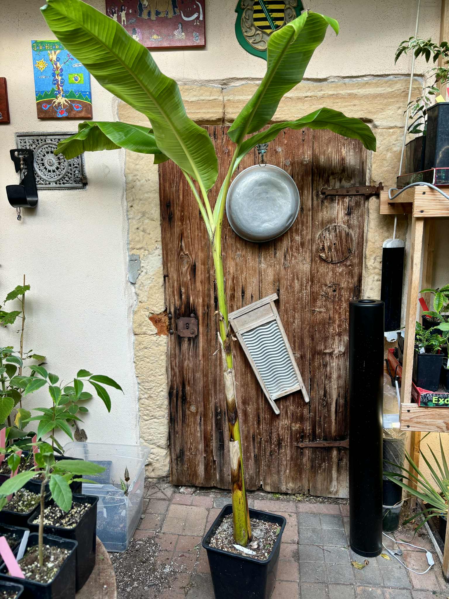 1000 Finger Banana (Musa chiliocarpa) - 1 potted plant / 1 getopfte Pflanze