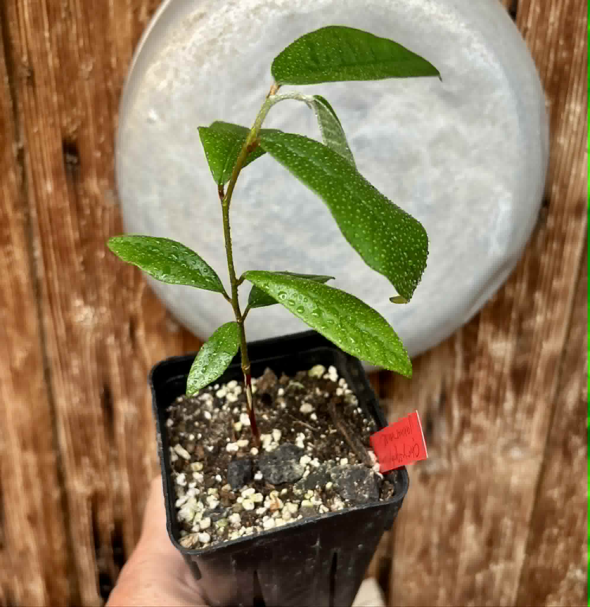 Chrysophyllum januariense  -  1 potted seedling / 1 getopfter Sämling