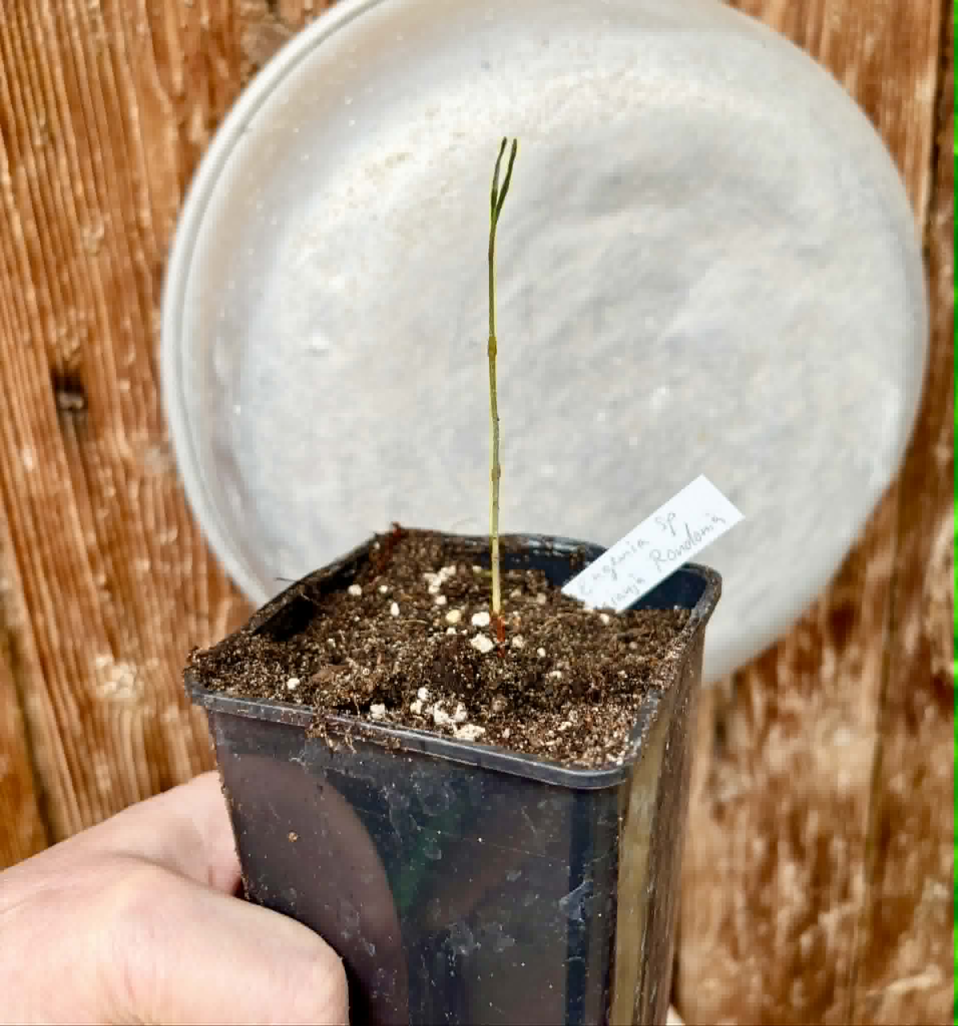 Eugenia sp amarela de Rondonia - 1 potted seedling / 1 getopfter Sämling