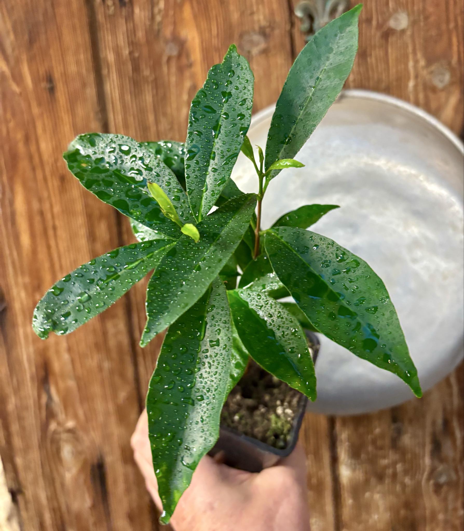 Eugenia flamingensis - 1 potted seedling / 1 getopfter Sämling