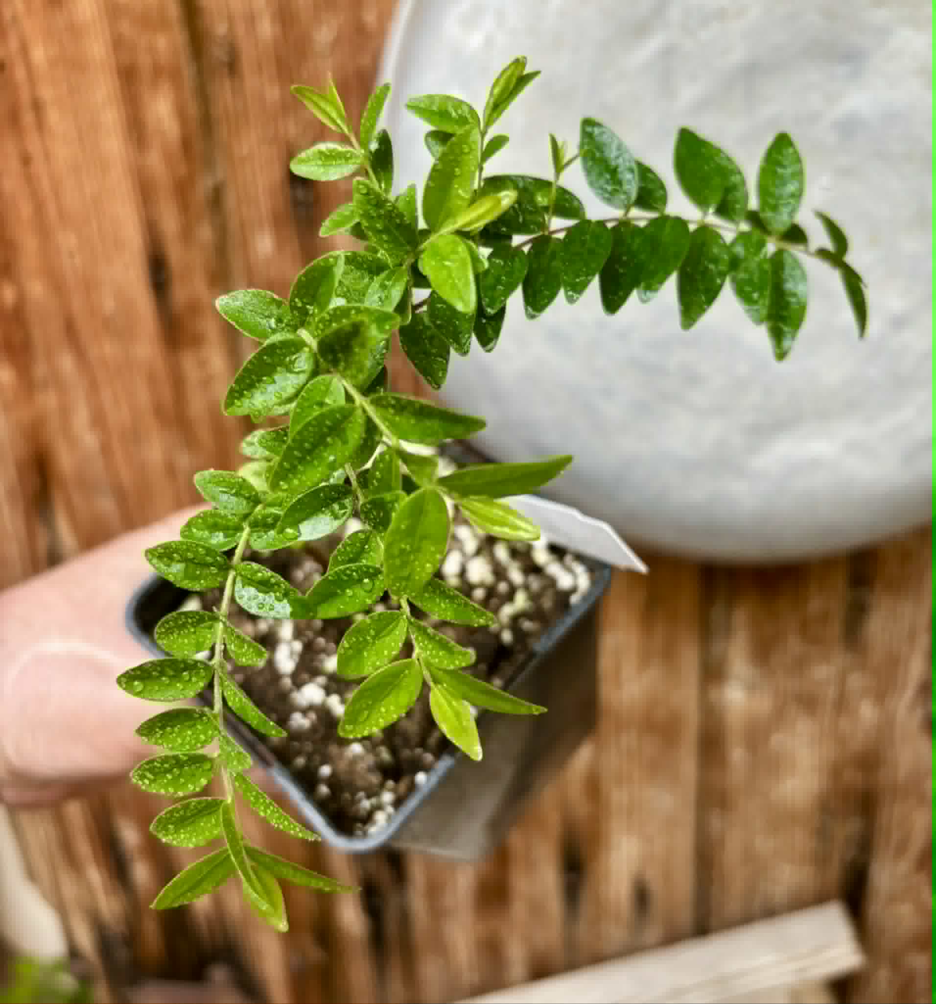 Myrciaria sp Pastora - 1 potted seedling / 1 getopfter Sämling