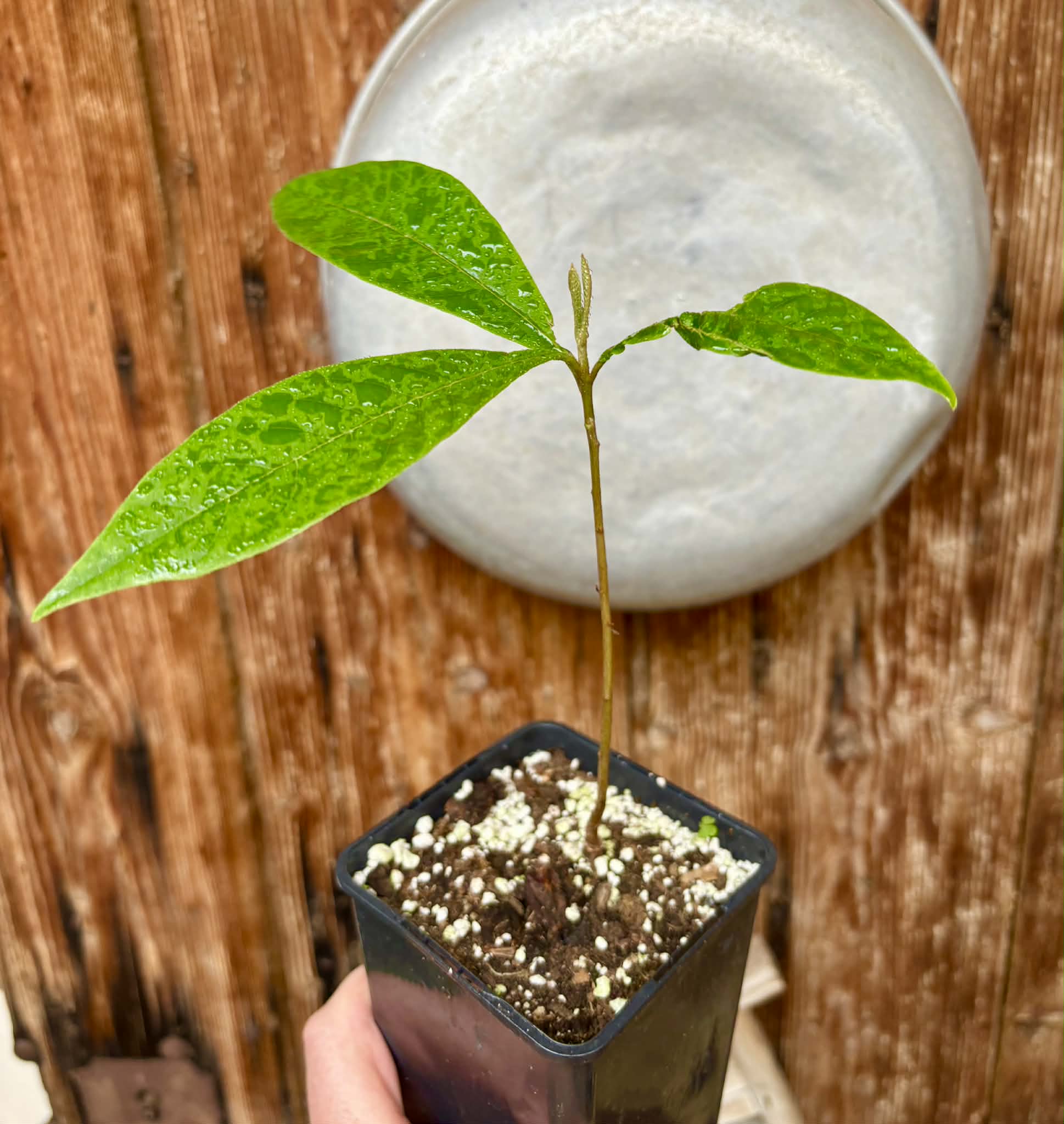 Pouteria sp Rondonia - 1 potted plant / 1 getopfte Pflanze