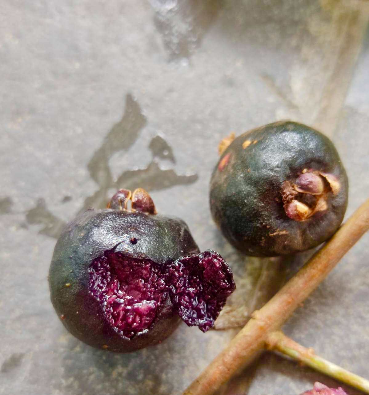 Eugenia rotundifolia var. Camamu - 1 germinated seed / 1 gekeimter Samen