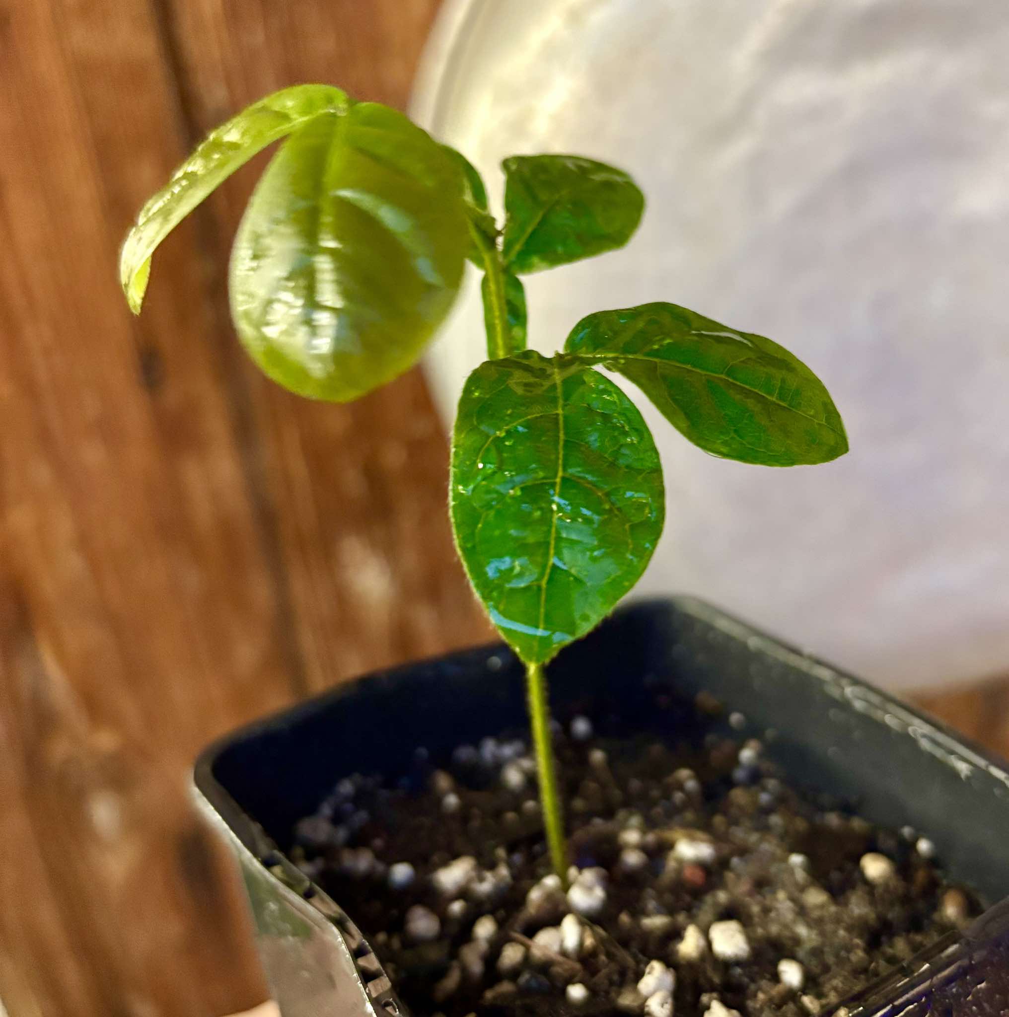 Inga vulpina - 1 small potted seedling / 1 kleiner, getopfter Sämling Inga vulpina - 1 small potted seedling / 1 kleiner, getopfter Sämling
