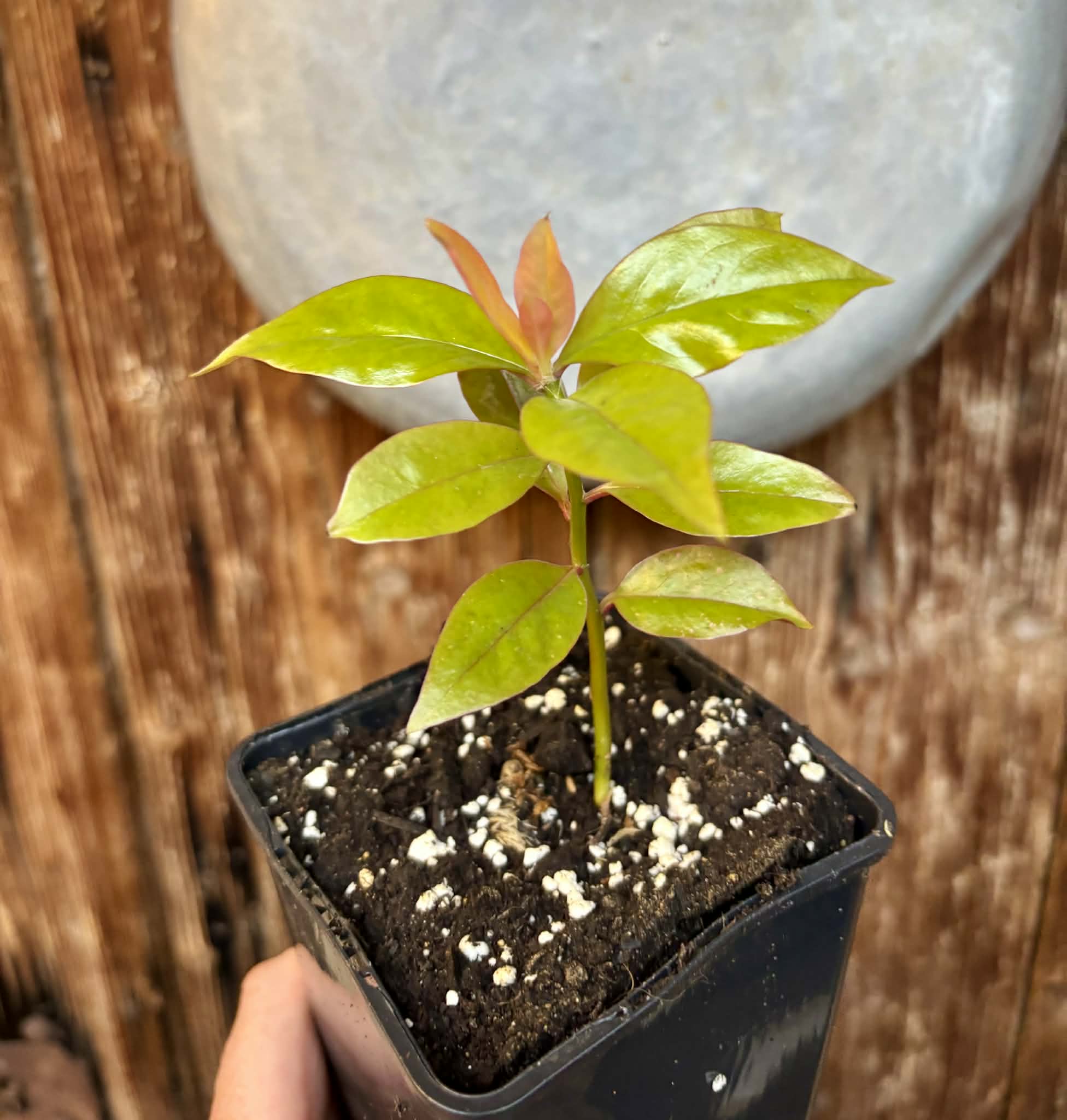Pereskia aculeata var. godseffiana (Barbados Gooseberry) - 1 potted plant / 1 getopfte Pflanze
