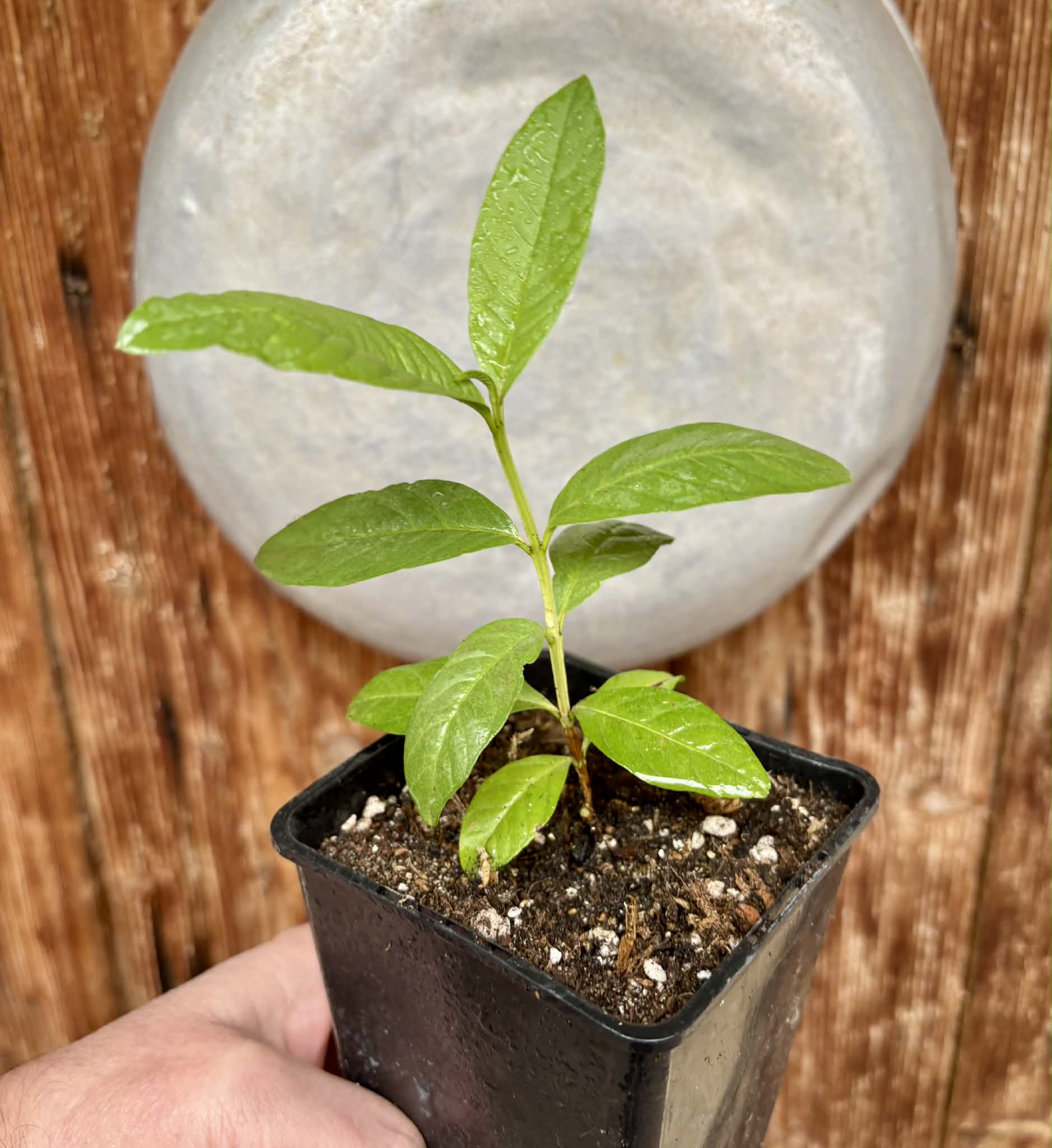 Psidium guajava - Pear  - 1 potted plant / 1 getopfte Pflanze
