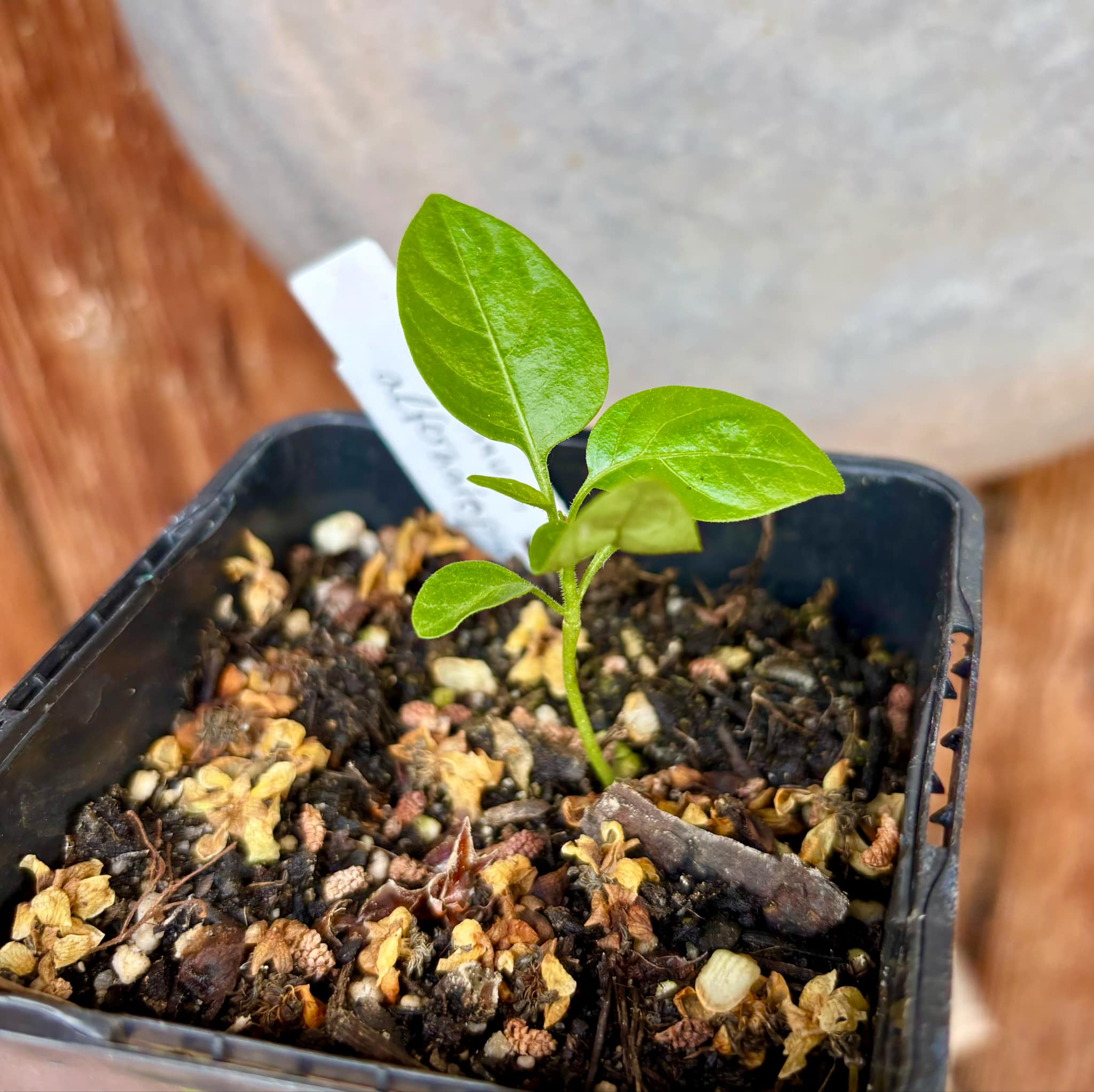 Moonberry - Solanum alternatopinnatum - 1 small potted seedling / 1 kleiner, getopfter Sämling