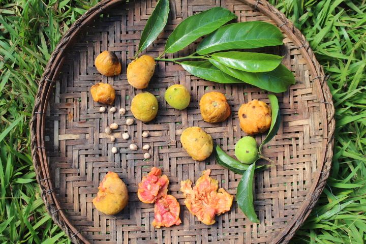 Kwai Muk (Artocarpus hypargyraeus)  -  1 fresh seed / 1 frischer Samen