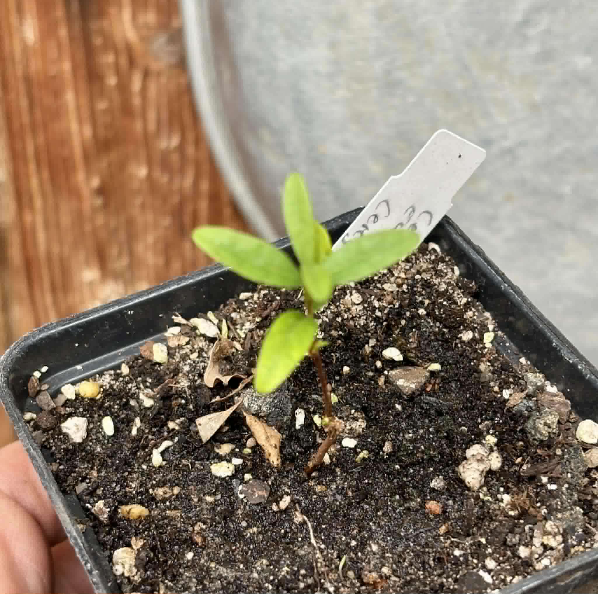 CEREJINHA DE JAGUARIÚNA - Eugenia punicifolia var. Oncas Doce - 1 potted plant / 1 getopfte Pflanze